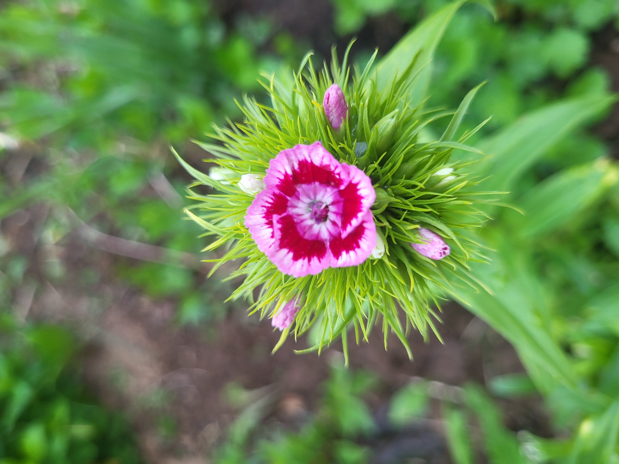 A close-up, high-angle photograph depicts a vibrant, multi-petaled flower in full bloom, centrally positioned within a dense cluster of sharp, linear green bracts and emerging buds. The primary bloom, approximately 4-5 cm in diameter, features five visible petals, each characterized by a fuchsia-pink outer margin, a distinct white band, and a deep magenta-red inner section that converges towards the flower's dark purple-brown center. Surrounding this open bloom are numerous nascent flower buds, with at least three distinct pink buds and two white buds visible, all nestled within the tight, spiky green foliage. The background is rendered with a shallow depth of field, exhibiting blurred green vegetation predominantly on the left and lower right, with patches of darker, tilled earth visible in the upper left and central background. The scene is illuminated by soft, natural daylight, resulting in even lighting across the subject. This botanical scene is located in Зипуново, Russia.