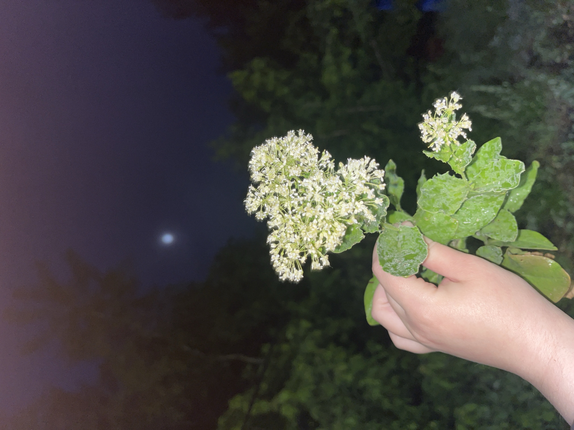 A hand holds a flowering plant in an outdoor setting at night. The blossoms are small and white, clustered together. The leaves appear textured and slightly damp. The background consists of dark foliage, and a faint light, possibly the moon, is visible in the upper left corner of the image. There is no evidence to suggest the location is Novokuybyshevsk, Russia.