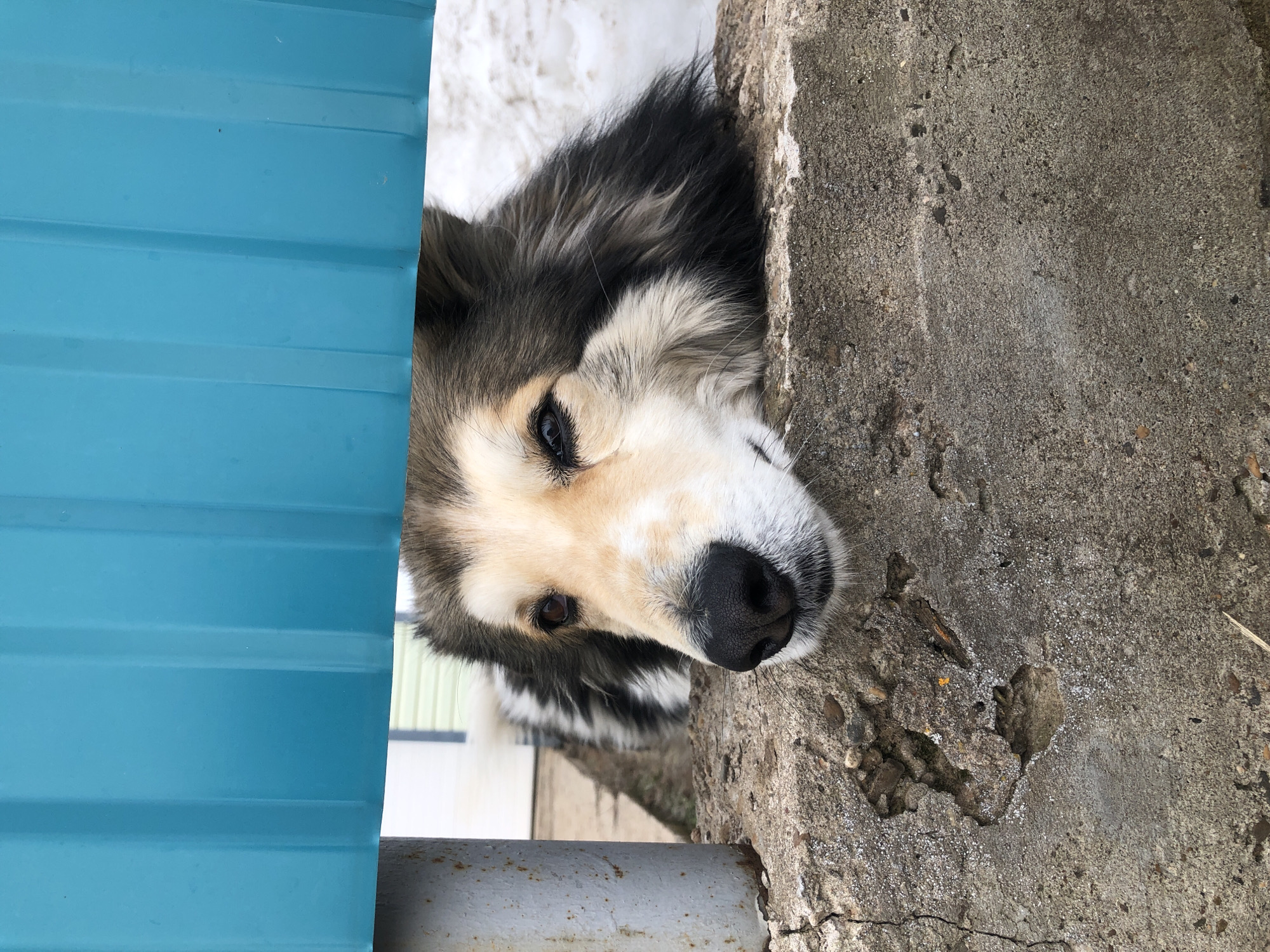 An adult, multi-colored canid, possibly a mixed breed, is observed lying down, resting its head on a textured concrete barrier. The dog features a black muzzle, dark brown eyes with a prominent black mask around them, and fur that transitions from light cream/tan on its forehead and muzzle to dark black and grey around its ears and sides of the face. Its body extends into a snowy background, where a light-colored building is faintly visible. The dog's head is positioned beneath a vibrant turquoise blue corrugated metal panel, which forms a horizontal barrier across the upper portion of the frame. To the left, a cylindrical, heavily rusted grey metal post stands vertically, partially obscured by the blue panel and adjacent to the concrete. The concrete barrier shows signs of wear, including cracks and exposed aggregate. The scene is located in Noviy, Russia.