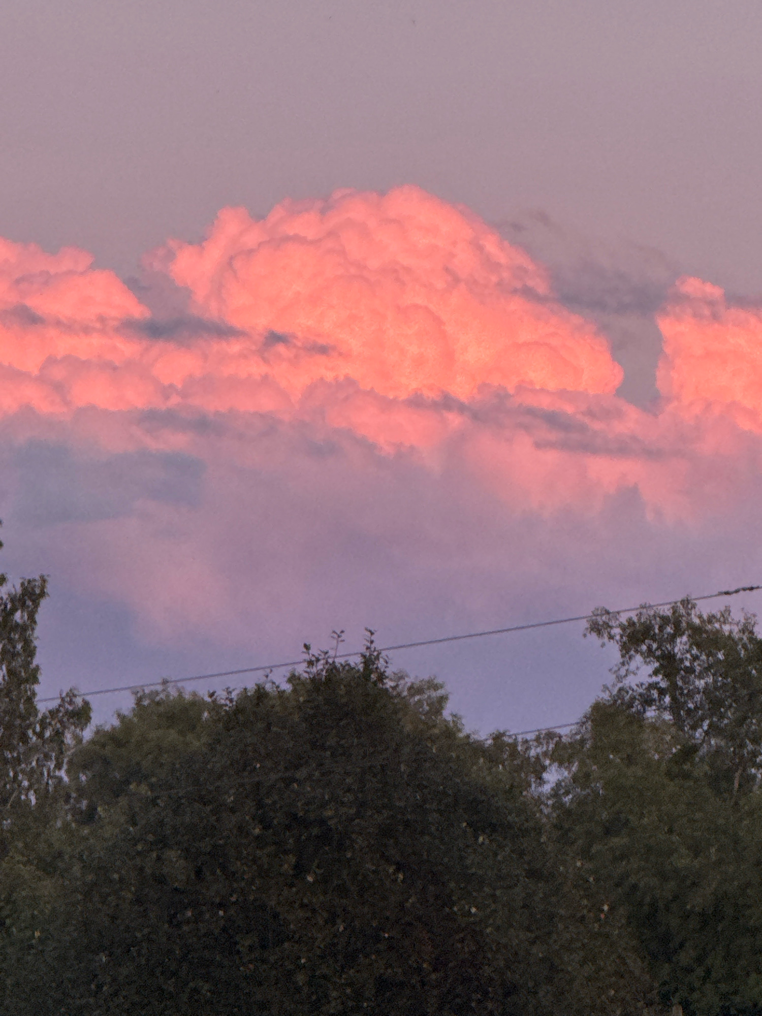 This is a photograph taken at sunset in Beloostrov, Russia. The image captures a sky filled with vibrant pink and purple clouds. Below the clouds, the tops of dark green trees are visible, suggesting a wooded area. A thin wire, possibly a power line or telephone line, stretches horizontally across the middle of the frame, intersecting with the trees and the sky. The lighting indicates it is either early morning or late evening, with the sun's rays illuminating the clouds from below. There are no people or animals visible in the scene.