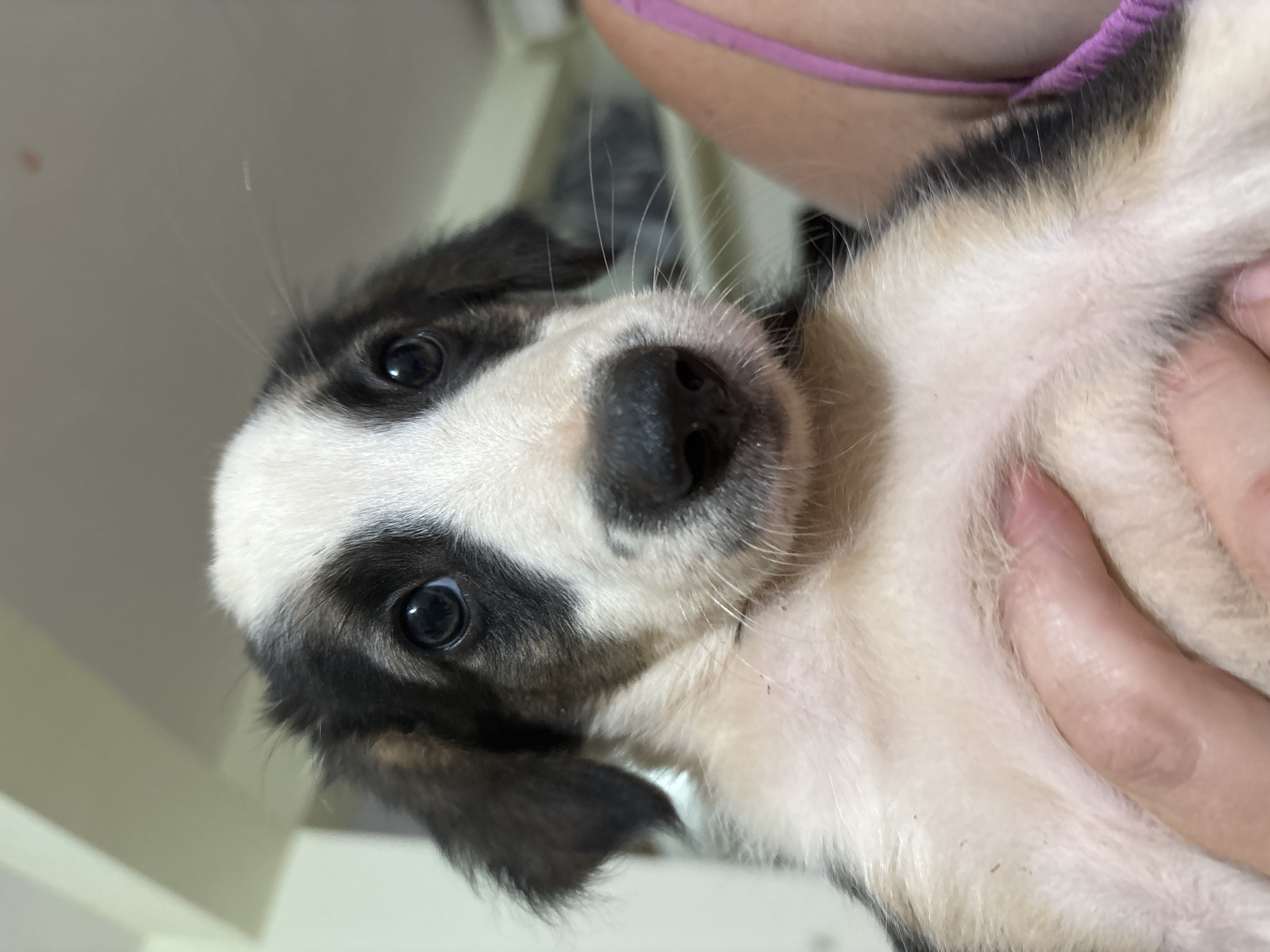 A close-up, head-on shot captures a young puppy with a black and white coat held by a person's hands. The puppy's eyes are wide and dark, its nose is black and wet, and its ears are floppy. The background is softly blurred, showing hints of a room with cream-colored walls and ceiling. To the right, a portion of a person's shoulder and a pink strap are visible. The image appears to be taken indoors, likely in a residential setting in Ashvem, India.