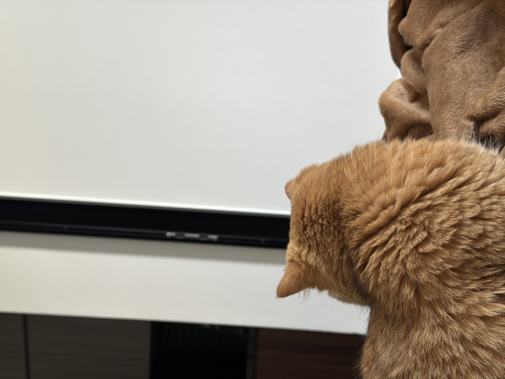 A close-up shot focuses on the back of an orange cat's head and shoulder, captured in natural light. The cat's fur is a rich ginger hue, with individual strands clearly visible, suggesting a soft texture. The cat is partially obscured by a fuzzy, light brown blanket, draped over its back and hindquarters, creating a cozy and inviting appearance. The cat's head is turned to the left, with only the back of its head and ear visible.
In the background, a large, white, vertical surface occupies the left side of the frame, creating a clean and minimalist backdrop. A thin, black horizontal bar is positioned across the lower part of this white surface. Below the white surface, a dark, indistinct area suggests a lower level or furniture.
The lighting appears to be soft and even, suggesting it might be daytime, possibly indoors with indirect sunlight. There are no discernible weather cues, and the setting is ambiguous beyond being indoors. The overall mood is calm and relaxed, emphasizing the comfort of the cat. No text is visible in the image. The image context of "Đà Nẵng, Vietnam" does not provide specific visual cues within the image itself but implies the geographical location where the photo was taken.