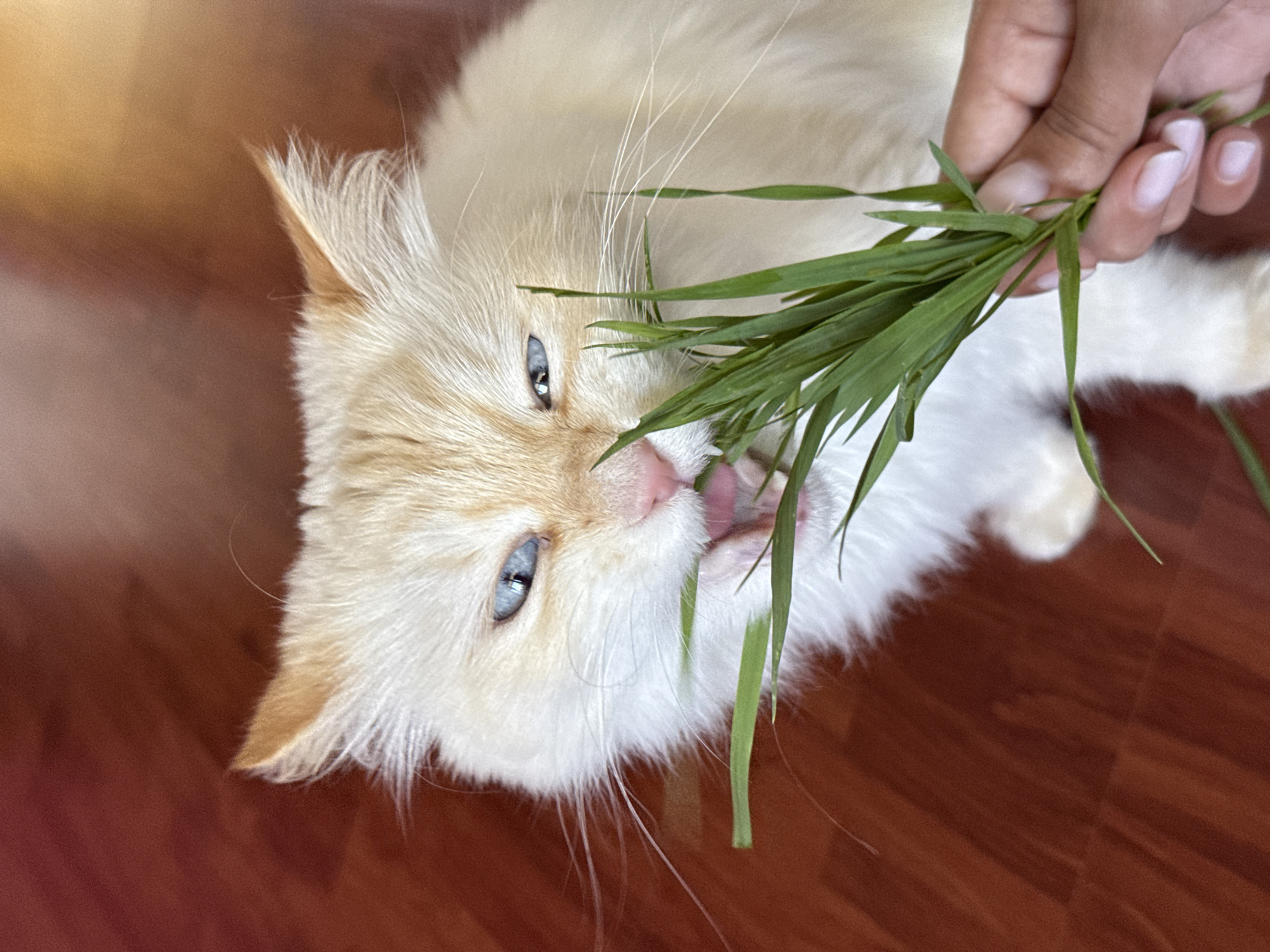 A high-angle, close-up shot captures a cream-colored cat with striking blue eyes intently eating a bunch of green grass held by a person's hand. The cat is positioned on its side, with its head turned towards the grass, and its pink tongue is visible as it licks or chews the blades. Its fluffy fur, which is predominantly white/cream with ginger/orange points on its ears and face, fills a large portion of the frame. Long white whiskers fan out from its muzzle.
The person's hand, visible on the right side of the image, has neatly manicured nails with a light, possibly white or pale pink, polish. The hand holds the bundle of grass firmly.
The setting appears to be indoors, likely a home. The background primarily consists of a rich, reddish-brown wooden floor with distinct planks, visible towards the bottom and left. A soft, white, fluffy surface, possibly a rug or blanket, is partially visible beneath the person's hand and extending behind the cat, adding a cozy texture to the scene. The lighting suggests daytime. There is no visible text. The cat seems engaged and content with its activity, enjoying the cat grass provided by its owner in Chaikovsky, Russia.