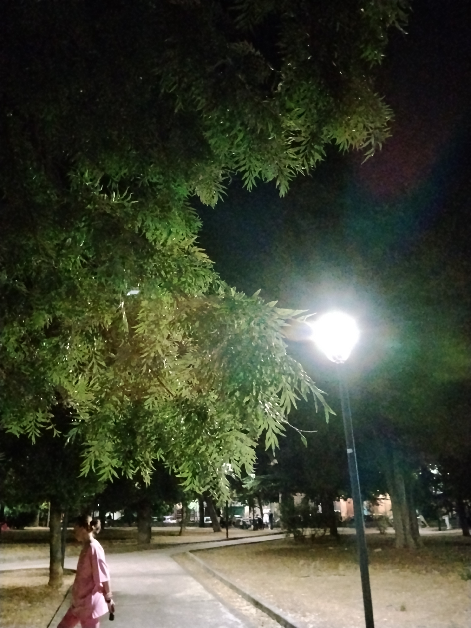 The image depicts a nighttime scene in Bitonto, Italy, likely within a park or public area. A prominent lamppost with a bright, illuminated bulb is positioned in the mid-right of the frame, casting a warm glow. Lush green foliage from large trees, characterized by feathery leaves, dominates the upper left and extends across much of the image, partially obscuring the dark sky. In the lower left, a person wearing a bright pink outfit is walking on a paved pathway. They appear to be holding a leash, suggesting the presence of a dog, though the animal is not clearly visible. The pathway is bordered by dry, grassy ground with scattered fallen leaves. In the background, other trees are visible, and faint lights suggest buildings or other illuminated areas in the distance. The overall atmosphere is serene, illuminated by artificial light against the darkness of night.