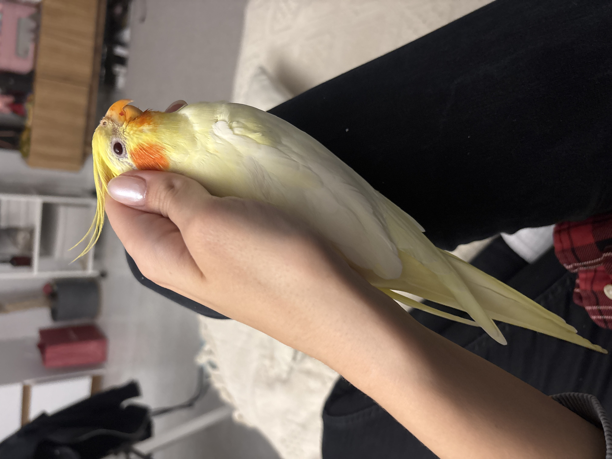 The image captures a close-up indoor scene featuring a person holding a cockatiel. The main subject is a beautiful cockatiel bird, predominantly white and light yellow, with vibrant orange cheek patches and a yellow crest. Its dark eye is visible, as is its light orange beak. The bird is gently cradled in a person's hand, resting along their arm. The hand has light skin and manicured fingernails with a light, possibly pearlescent, polish.
The person is wearing black pants, partially visible on the left side of the frame, and a small portion of a red and black plaid flannel shirt is visible on the far right. The bird appears calm and relaxed, suggesting a comfortable interaction, perhaps being petted or cuddled.
The background is softly blurred, indicating an indoor domestic setting. On the left, a light brown wooden cabinet or shelf unit is visible, with indistinct objects on its shelves. A piece of white, textured fabric, possibly bedding or a blanket, is in the mid-background. The lighting is soft and ambient, characteristic of an indoor environment, making the specific time of day indistinguishable. There is no visible text in the image. The location context provided for this scene is Krasnoyarsk, Russia.