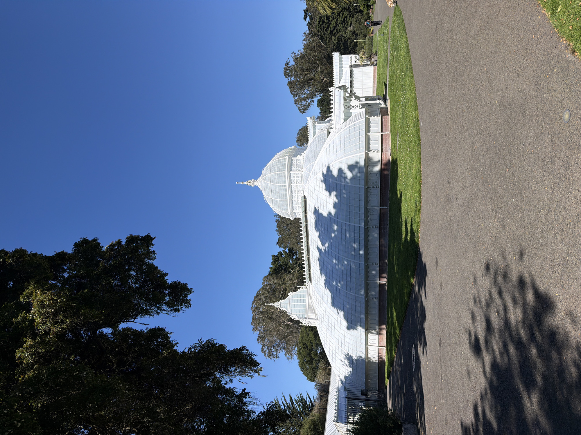 This is a full outdoor, eye-level, wide shot of the Conservatory of Flowers in Golden Gate Park, San Francisco, California, under a clear blue sky. The iconic Victorian-era greenhouse, constructed of white-painted metal and glass, is the central subject, featuring a large central dome and several smaller domes and sections. Lush green grass surrounds the building, and a paved pathway is visible in the foreground. To the left, the dark, leafy branches of a large tree partially obscure the sky and the upper part of the conservatory. In the background, a line of diverse trees, including cypress and palm trees, forms a natural backdrop. On the right side of the pathway, a single person is walking away from the camera, and a dog is visible near the person. The sun casts distinct shadows of trees and foliage onto the pathway and the lawn. The overall scene conveys a peaceful, sunny day in a well-maintained park.