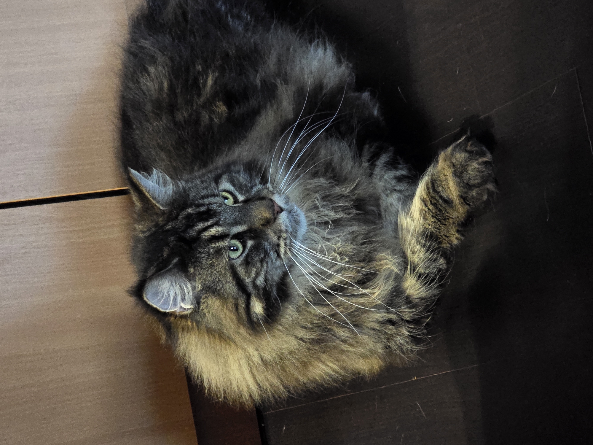 The image shows a close-up, eye-level shot of a fluffy, long-haired tabby cat with green eyes lying on a dark wooden floor. The cat is facing to the right, with its head slightly turned. Its fur is a mix of brown, black, and tan, with distinctive tabby markings. The cat's left paw is resting on the floor in front of it. The background consists of a light brown wooden surface, possibly a wall or furniture, with a vertical dark line interrupting it on the left side. The lighting suggests an indoor setting, likely during the daytime. There are no people or other animals visible in the image. The scene is static, with the cat in a relaxed resting position. The location in Krasnoyarsk, Russia, is not discernible from the visual information provided.