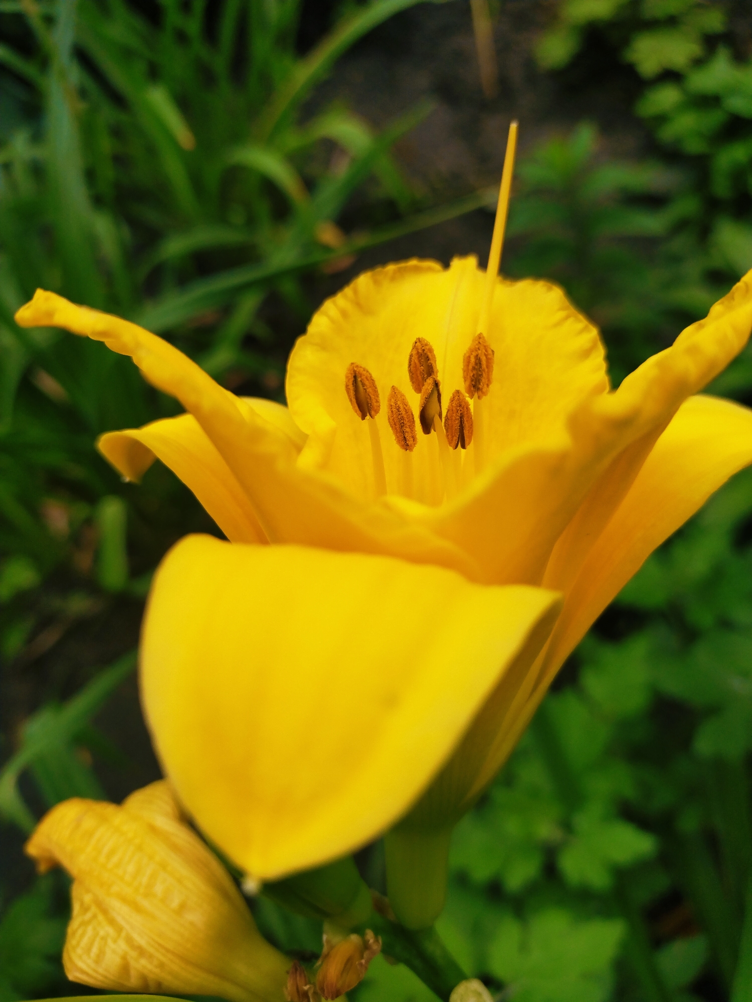 The image displays a close-up, eye-level, outdoor shot of a bright yellow lily in bloom. The flower is the primary subject, positioned centrally and taking up a significant portion of the frame. Its petals are unfurled, revealing the stamen with their brown anthers tipped with pollen. To the lower left of the main bloom, a smaller, unopened lily bud is visible, also a vibrant yellow. The background consists of blurred green foliage, suggesting a garden or natural setting. The scene is well-lit, likely by natural daylight. There are no people or animals present in the image. The specific location in Horishni Plavni, Ukraine, is not discernible from the visual information provided in the image itself.