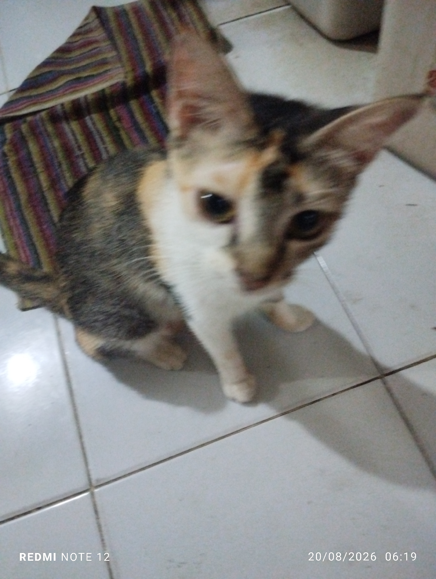 A calico cat is captured in a medium close-up shot, sitting on a tiled floor. The cat's fur is a mix of white, black, and orange patches. It is looking directly at the camera with large, dark eyes. In the background, to the left of the cat, is a striped fabric. The floor appears to be light-colored ceramic tiles. The lighting suggests an indoor environment. Text overlays indicate "REDMI NOTE 12" and the date "20/08/2026 06:19". There is no discernible location in the city of Bekasi, Indonesia, as the image does not contain any recognizable landmarks or context specific to that region.