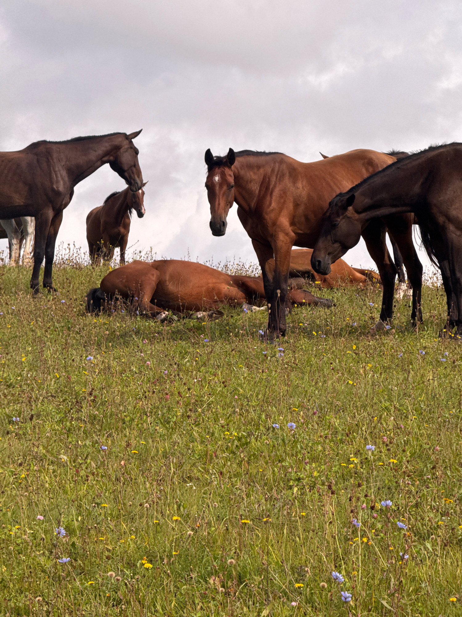 A herd of brown horses is resting on a grassy, wildflower-dotted hill under a cloudy sky. One horse lies down, seemingly asleep, while others stand and graze. The scene appears to be in a rural or park-like setting, possibly in or near Galinė, Lithuania, given the context provided.