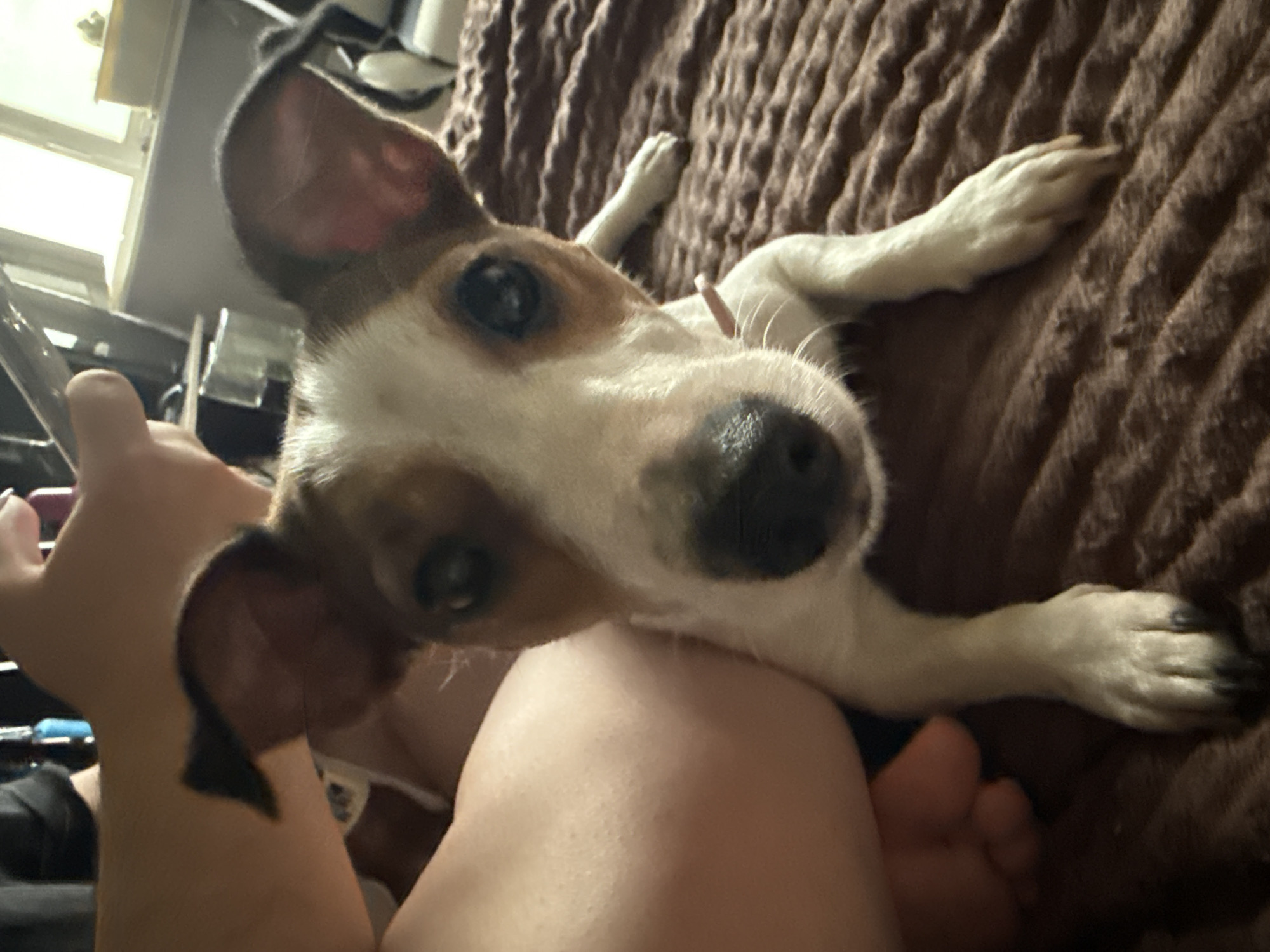 A close-up shot shows a small dog with white and brown markings, likely a Jack Russell Terrier, resting on a brown, textured blanket. The dog's head is tilted slightly, and its dark eyes are looking directly at the camera. One of its front paws is visible, resting on the blanket. To the left of the dog, a human leg, possibly a thigh, is visible, with the skin appearing smooth. The background is blurred, but a window with bright light streaming through suggests an indoor setting. The overall impression is intimate and personal, possibly taken in a home environment. The specific location within the city of Moscow, Russia, cannot be determined from the visual information provided.