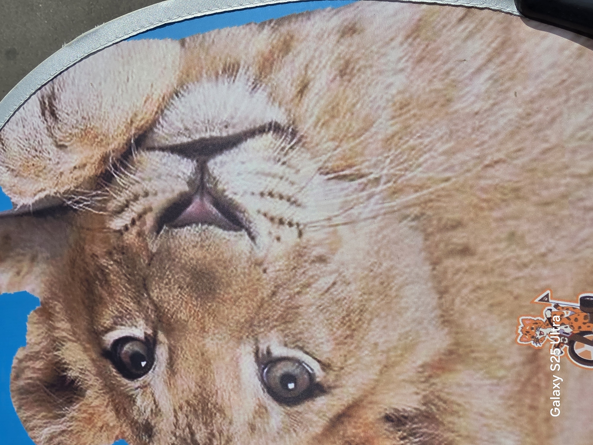 The image shows a close-up of a lion's face. The lion has light brown fur and its eyes are open. A small cartoon cat riding a bicycle is visible in the bottom left corner of the image. The text "Galaxy S25 Ultra" is superimposed on the image. The background is a blurry blue and gray, suggesting an outdoor setting. The image appears to be a printed graphic, possibly on a fan or a banner, given the curved edge visible on the right. There is no information in the image to suggest a location in Elektrostal, Russia.