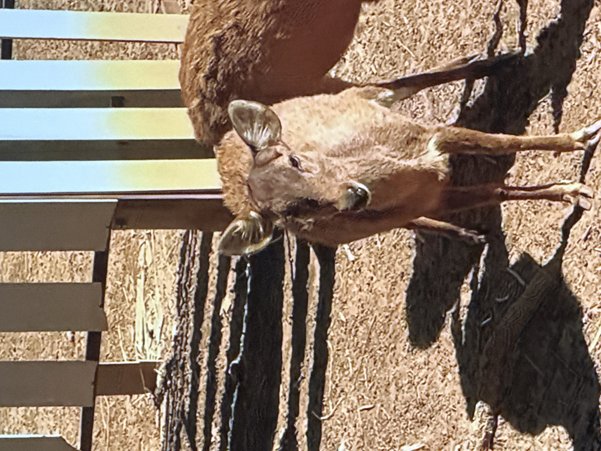 The image shows a young deer standing in an outdoor enclosure. The deer is light brown and has large ears. It is facing the camera and appears to be looking directly at it. The ground is covered in dirt and straw, and there is a fence in the background. The fence is made of wooden posts and planks. There is another deer visible in the background, mostly out of focus. The lighting suggests it is daytime, with sunlight casting shadows on the ground. There is no indication of the location being in Tallinn, Estonia.