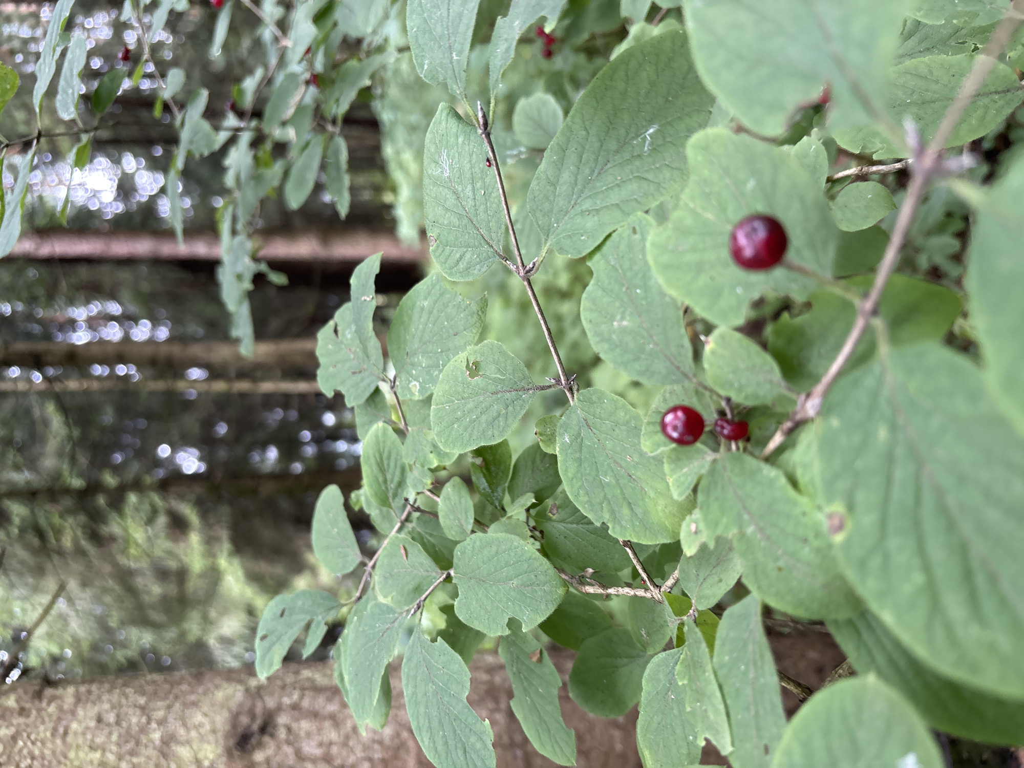 This image depicts a close-up view of a leafy branch with several small, dark red berries. The branch is covered in oval-shaped, green leaves, some of which show signs of wear or damage. In the background, the soft focus suggests a forest environment with tall trees and dappled light filtering through the canopy. The overall scene is natural and serene, suggesting an outdoor setting in a wooded area. There are no people or discernible structures visible in the image. The location is specified as Pavlovskaya Sloboda, Russia, implying a natural landscape within or near this area.