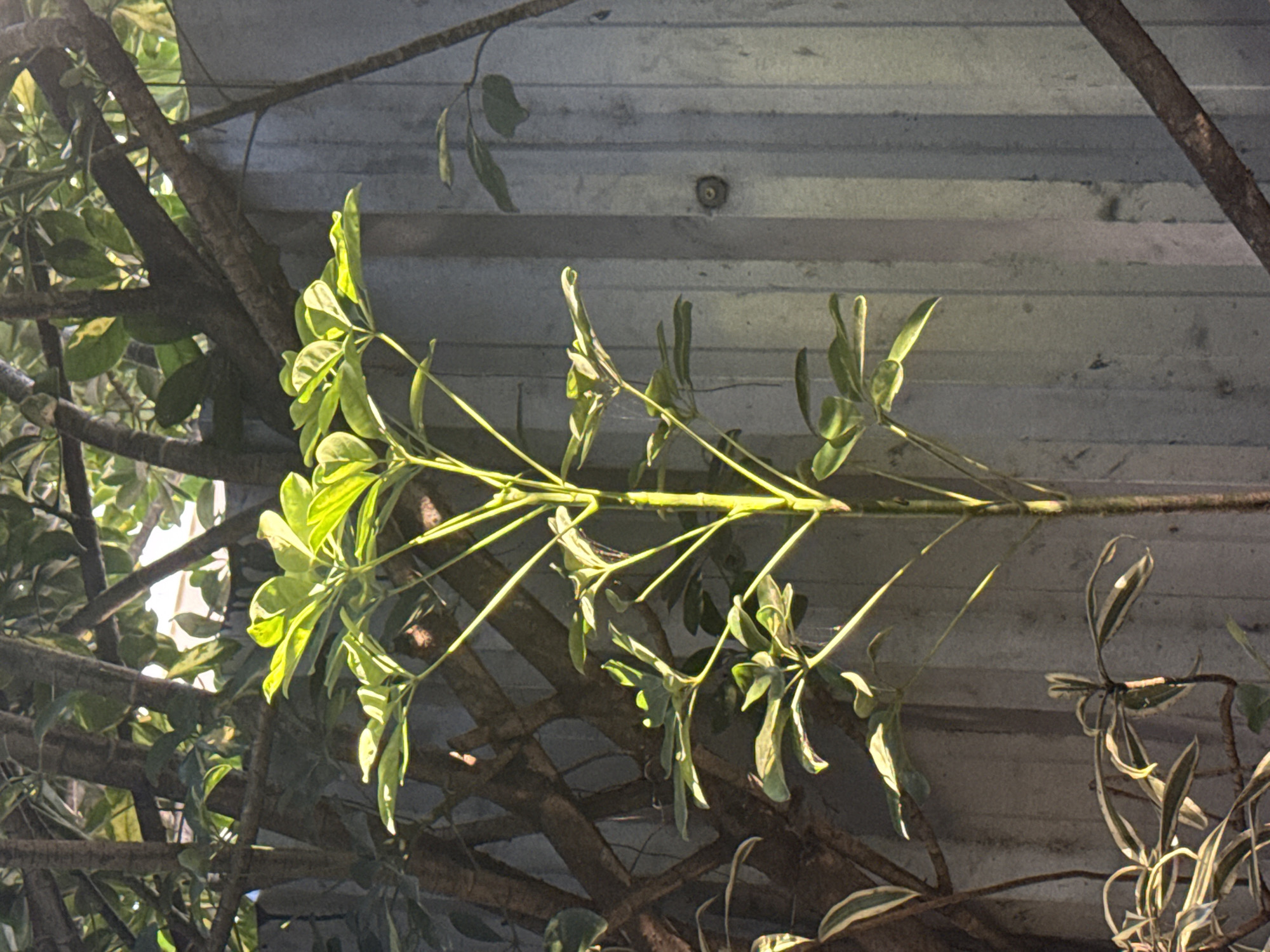 An outdoor medium shot shows a tall, thin plant with vibrant green leaves, illuminated by dappled sunlight, standing in front of a grey, corrugated metal fence. The plant's stem is light brown, and its leaves are arranged in clusters. Behind the main plant, a thick, brown tree trunk with dark bark is visible, with its branches extending upwards and across the frame. The fence has vertical grooves and a circular knob or indentation on its surface. To the lower left, another plant with variegated green and white leaves is partially visible. The scene appears to be in a natural or garden setting, potentially in Arraial Do Cabo, Brazil, given the context.