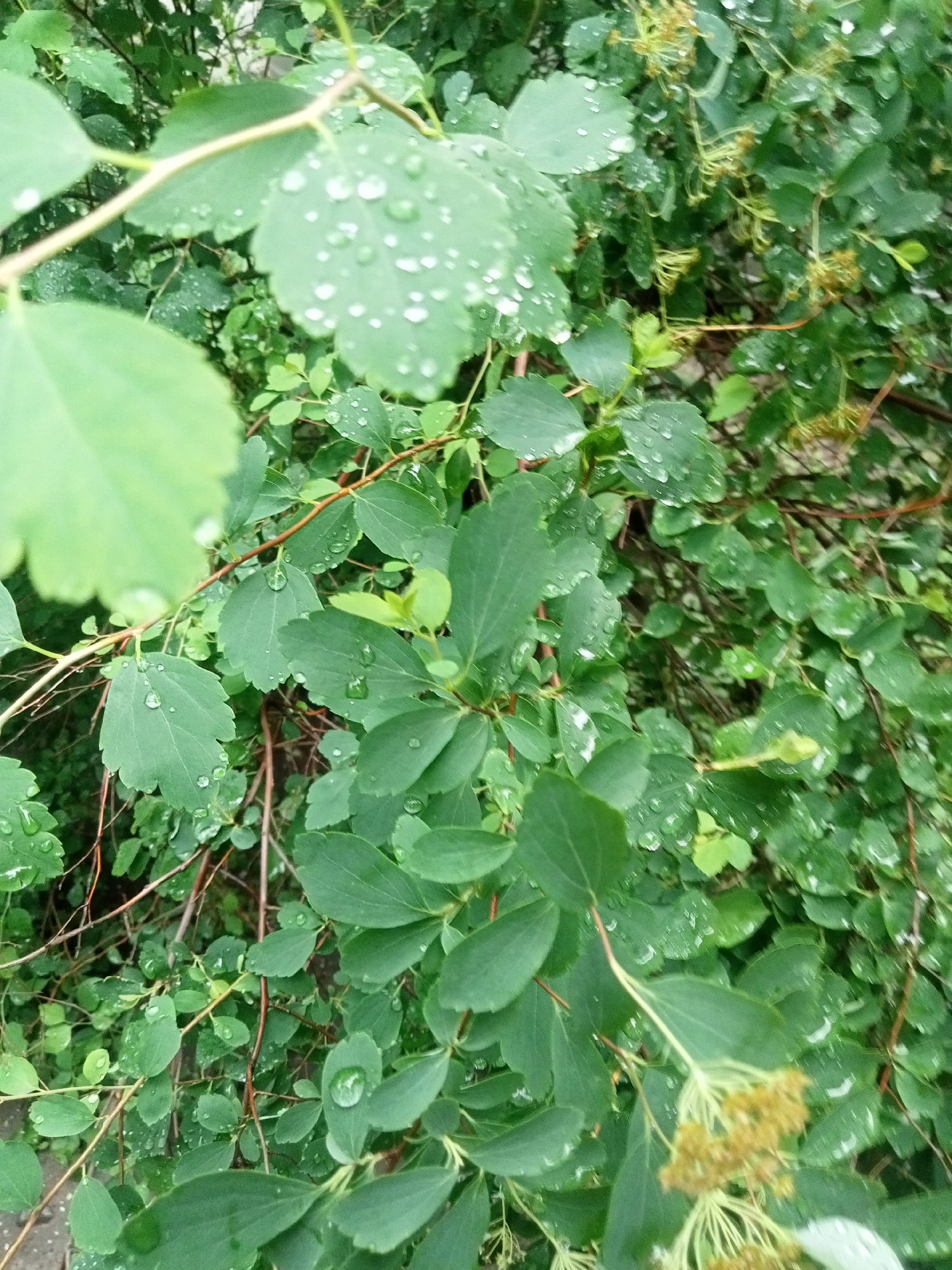 The image presents a close-up, high-angle view of dense green foliage, likely a shrub or bush, abundant with water droplets on the surface of its leaves. The leaves are primarily ovate to elliptical, with some showing fine serrations along their margins, and display varying shades of green, from light to medium. Numerous small, spherical water droplets are visible, reflecting light and indicating recent precipitation or dew. Thin, reddish-brown to light brown branches crisscross through the foliage, providing structural support to the leaves. In the middle-right and lower-right sections of the frame, clusters of dried, yellowish-brown floral structures or seed heads are evident. The lighting is diffuse, suggesting an overcast sky or shaded conditions. No people, animals, or man-made structures are discernible beyond the plant itself. The scene is located in the city of Unknown, Unknown.