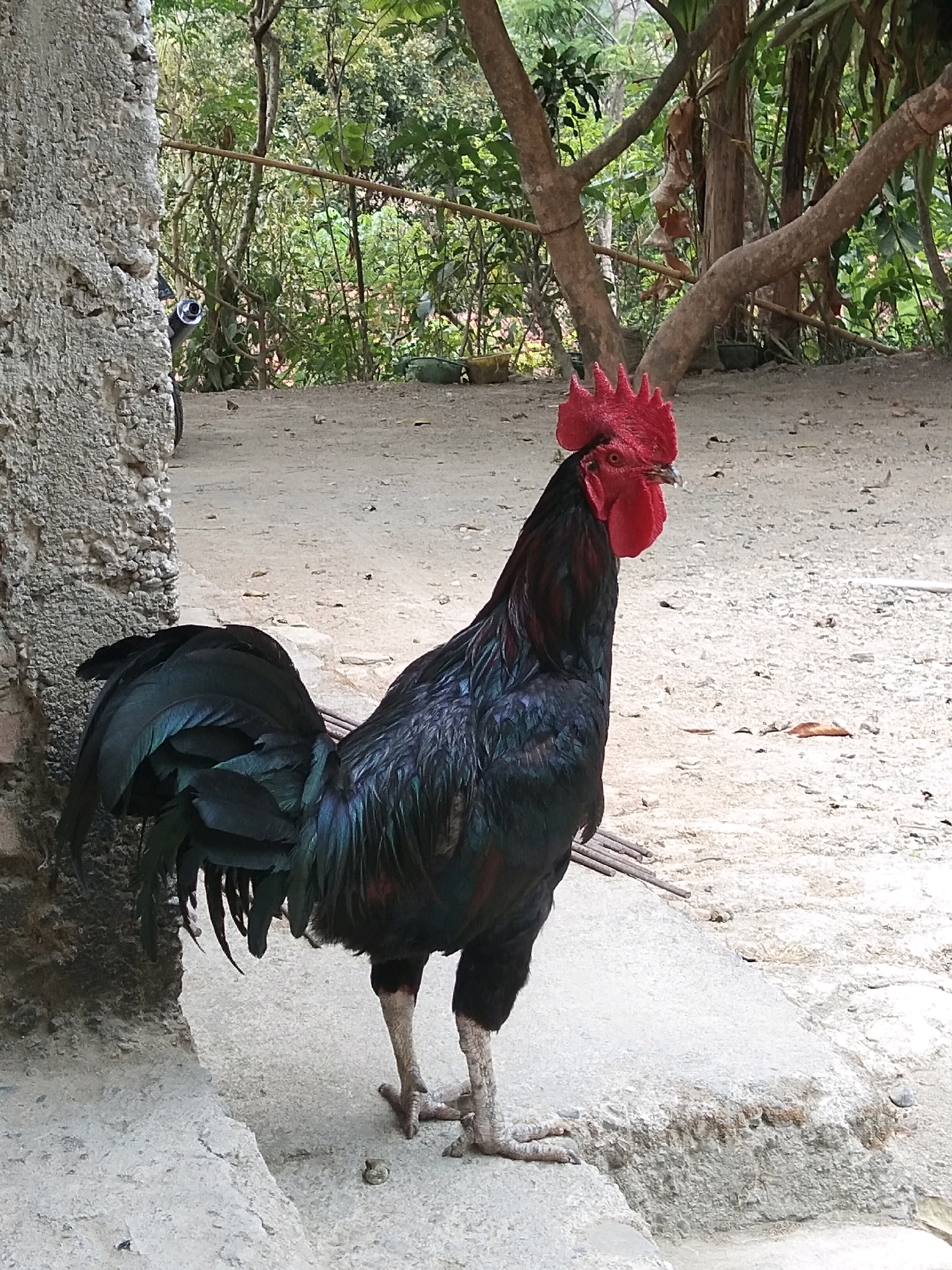 A black rooster with a bright red comb and wattle stands on a concrete surface in Karangsambung, Indonesia. The rooster is facing to the right, its plumage a mix of black and iridescent blue and green. To the left, a rough, textured concrete wall is visible, with a portion of a motorcycle exhaust pipe peeking out from behind it. The ground is a mix of dirt and sand, with scattered leaves and small pebbles. In the background, lush green foliage and trees create a natural, outdoor setting.