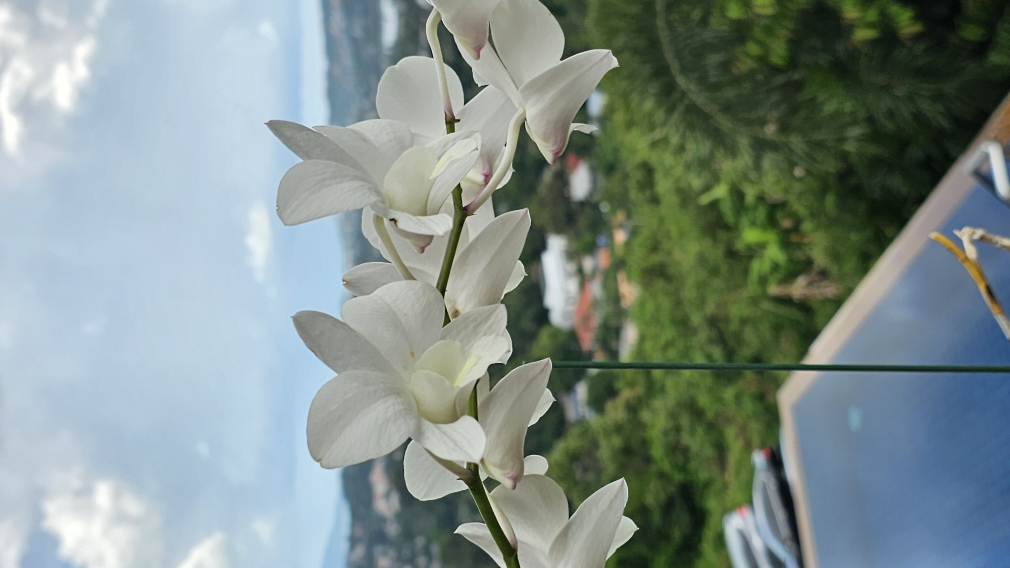 This is a vertical, close-up shot of a stem of white orchids, with a blurred background. The flowers are the primary subject, with several blooms and buds arranged along the stem. They appear delicate and pure white, with some subtle pink tinges at the tips of some petals. The stem is green and upright.
The background is divided into two main areas. To the left, a soft blue sky with scattered white clouds dominates. To the right, a lush green landscape of trees and foliage is visible, suggesting a tropical or mountainous region. In the mid-ground of the right side, there are hints of buildings, indicating a populated area within the natural scenery. Further to the right and in the foreground, there is a dark blue surface, possibly a pool or a table, with a thin green wire extending across it. There is also a hint of a dried yellow twig or branch on this surface.
The lighting suggests it is daytime, with the soft light on the orchids and the bright sky. The overall mood is serene and natural, highlighting the beauty of the flowers against a scenic backdrop. The location context provided, Baan Chaweng, Thailand, aligns with the visual cues of lush greenery and a potentially coastal or elevated view. There is no visible text in the image.