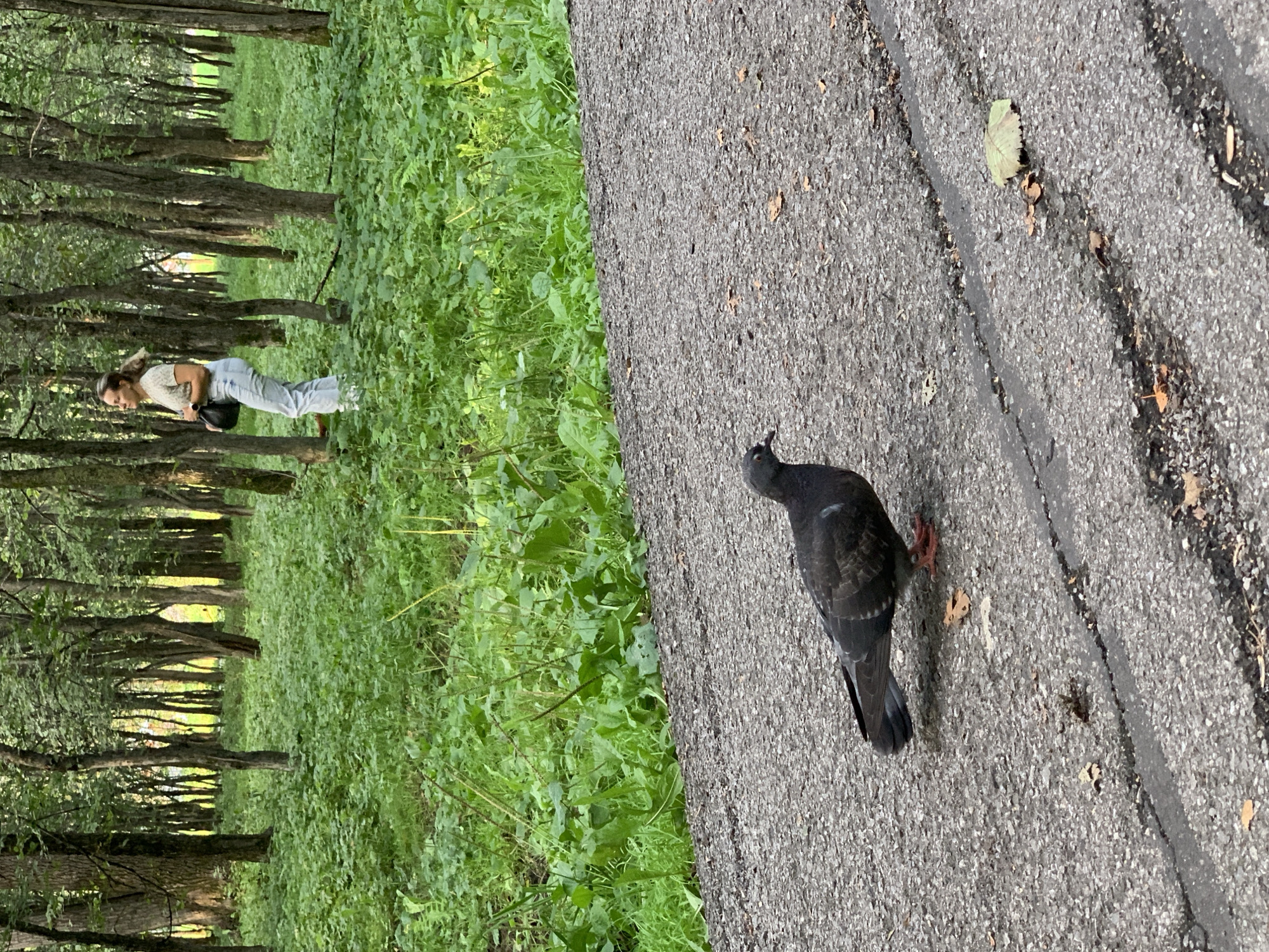 In an outdoor urban park setting, a pigeon stands on an asphalt path in the foreground. The pigeon is dark gray with reddish-orange legs. Behind the path, a woman with blonde hair is walking through a dense area of green foliage and trees. She is wearing a light-colored t-shirt and light-colored pants, and is carrying a dark bag. The trees are tall and slender, with a canopy of green leaves overhead. The ground in the wooded area is covered in thick green undergrowth. The overall impression is that of a natural, yet managed, green space within a city.