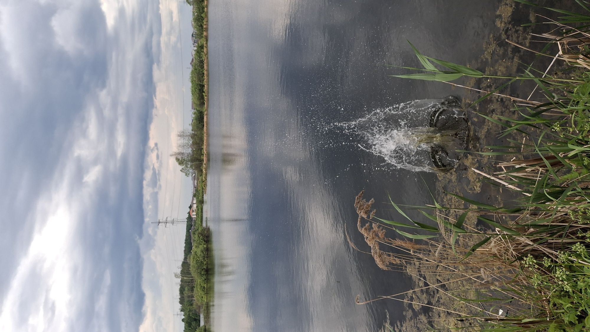 This image captures a lake scene in Innolovo, Russia, under an overcast sky. In the immediate foreground, dense green and dried beige reeds and grasses emerge from shallow water. The water near the bank contains visible submerged algae and vegetation. A prominent splash of water erupts in the lower right portion of the frame, indicating an object entering or exiting the water. The splash is characterized by numerous white droplets suspended in the air, with a circular disturbance at the water's surface surrounding a partially submerged, dark, tire-like object that appears to be the source of the disturbance. The main body of the lake, dark blue-grey, occupies the midground, reflecting the cloudy sky. On the left side of the lake, a small vegetated island or peninsula with green trees and bushes is visible. Along the distant shoreline, a residential area is discernible, featuring several light-colored buildings with dark roofs amidst sparse vegetation. A tall metal electricity transmission tower, or pylon, stands prominently on the distant left, rising above the trees. The sky above is largely covered by extensive grey clouds, with brighter patches suggesting diffuse lighting. No people are visible in the scene.