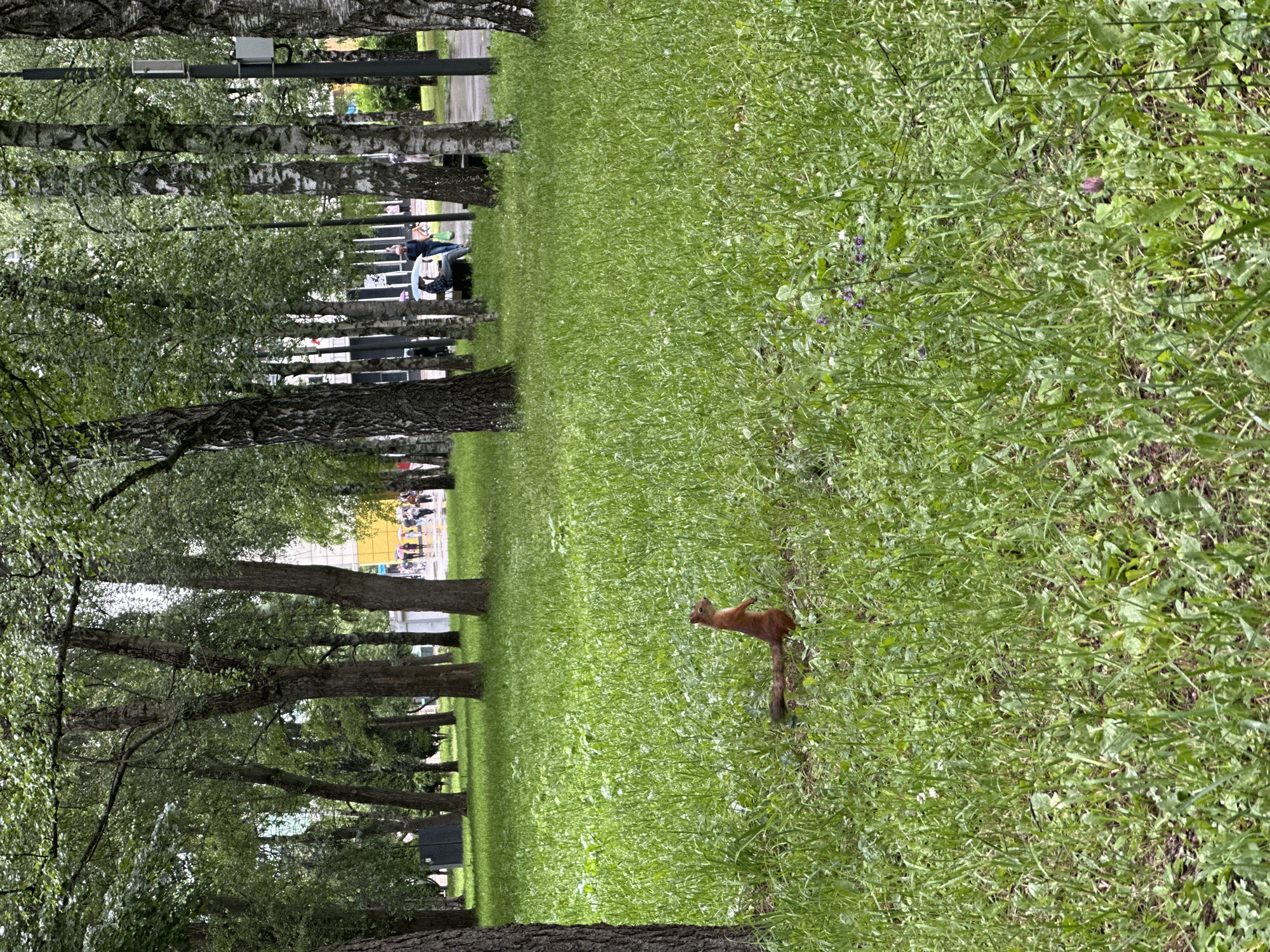 The image shows a park scene with a line of trees and a grassy lawn. A squirrel is visible on the lawn, looking to the right. In the background, through the trees, several people are walking and sitting on benches. The lighting suggests it is daytime, and the presence of lush green grass and foliage implies fair weather. The scene is outdoors, in a park or a tree-lined area. No visible text is present in the image.