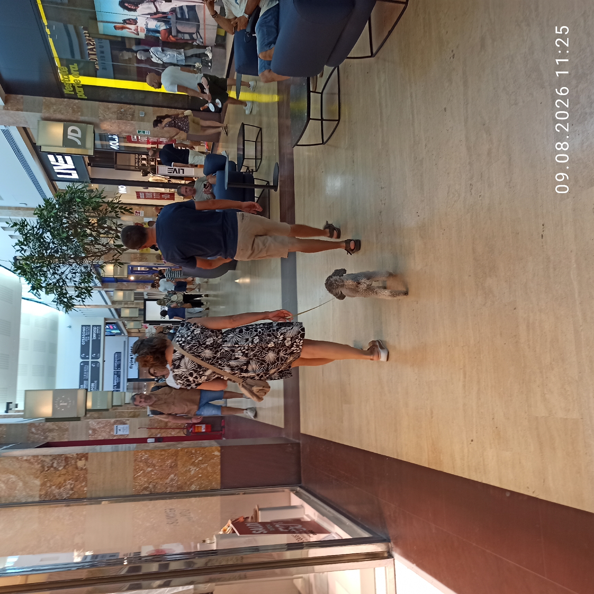 The image captures an indoor scene within a shopping mall. In the foreground, a woman in a black and white floral dress walks a small, grey poodle on a leash. Behind her, a man wearing a dark blue t-shirt and beige shorts walks, also in the same direction. They are on a polished floor with a pattern of light-colored tiles.
In the background, other shoppers are visible. To the left, a store window displays mannequins. Store signs such as "LIVE", "JD", and "Flying Tiger Copenhagen" are present, indicating retail establishments. Trees are integrated into the mall's decor. Furniture, including blue sofas and black coffee tables, is arranged in seating areas. The overall environment is bright, suggesting artificial lighting. A timestamp "09.08.2026 11:25" is overlaid on the bottom right of the image. This scene is situated within the GranRoma shopping mall located in the city of Molfetta, Italy.