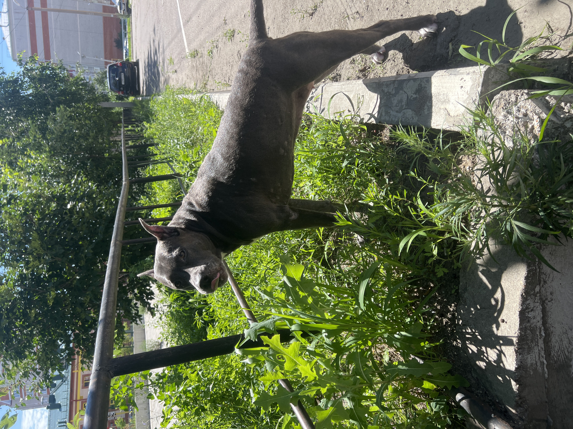 An American Pit Bull Terrier stands next to a metal fence and a concrete curb on a sunny day. The dog is dark gray with white markings on its chest and legs. Its tongue is slightly out, and its ears are perked. The dog is positioned in a grassy area with weeds and dandelions. In the background, there is a paved road with a parked black car and apartment buildings. The scene appears to be in a residential area within the city of Chigiri, Russia.