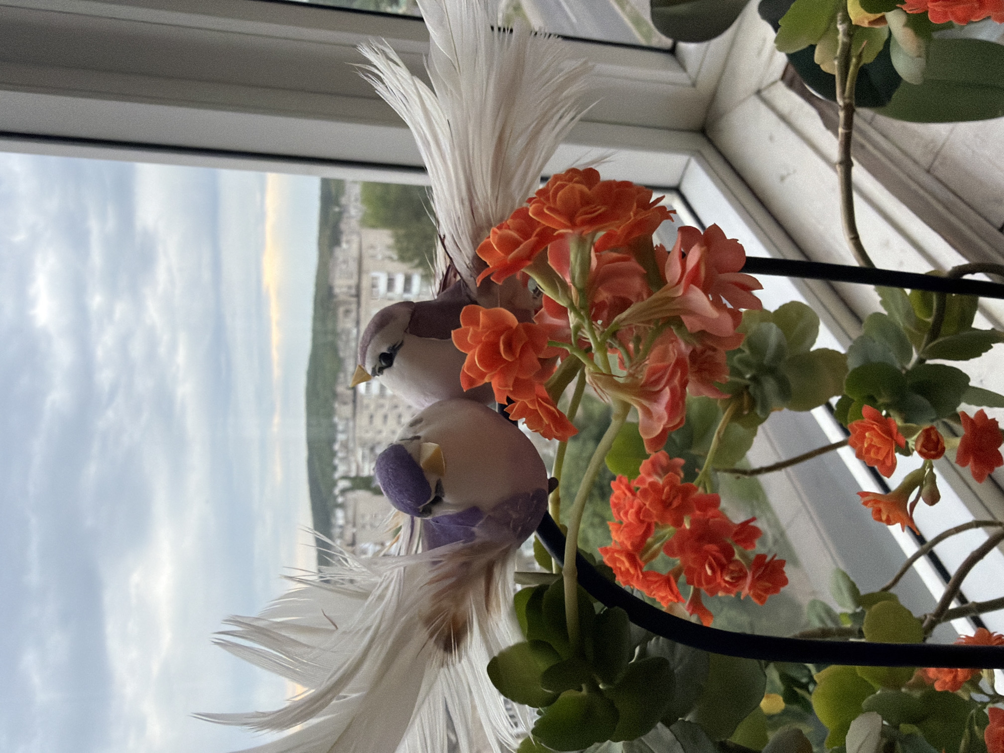 The image depicts a pair of ornamental birds placed among a cluster of orange flowers and green leaves, positioned in front of a window. The birds are stylized, featuring white feathers and purple and grey coloring. The view through the window includes buildings and a sky with clouds.