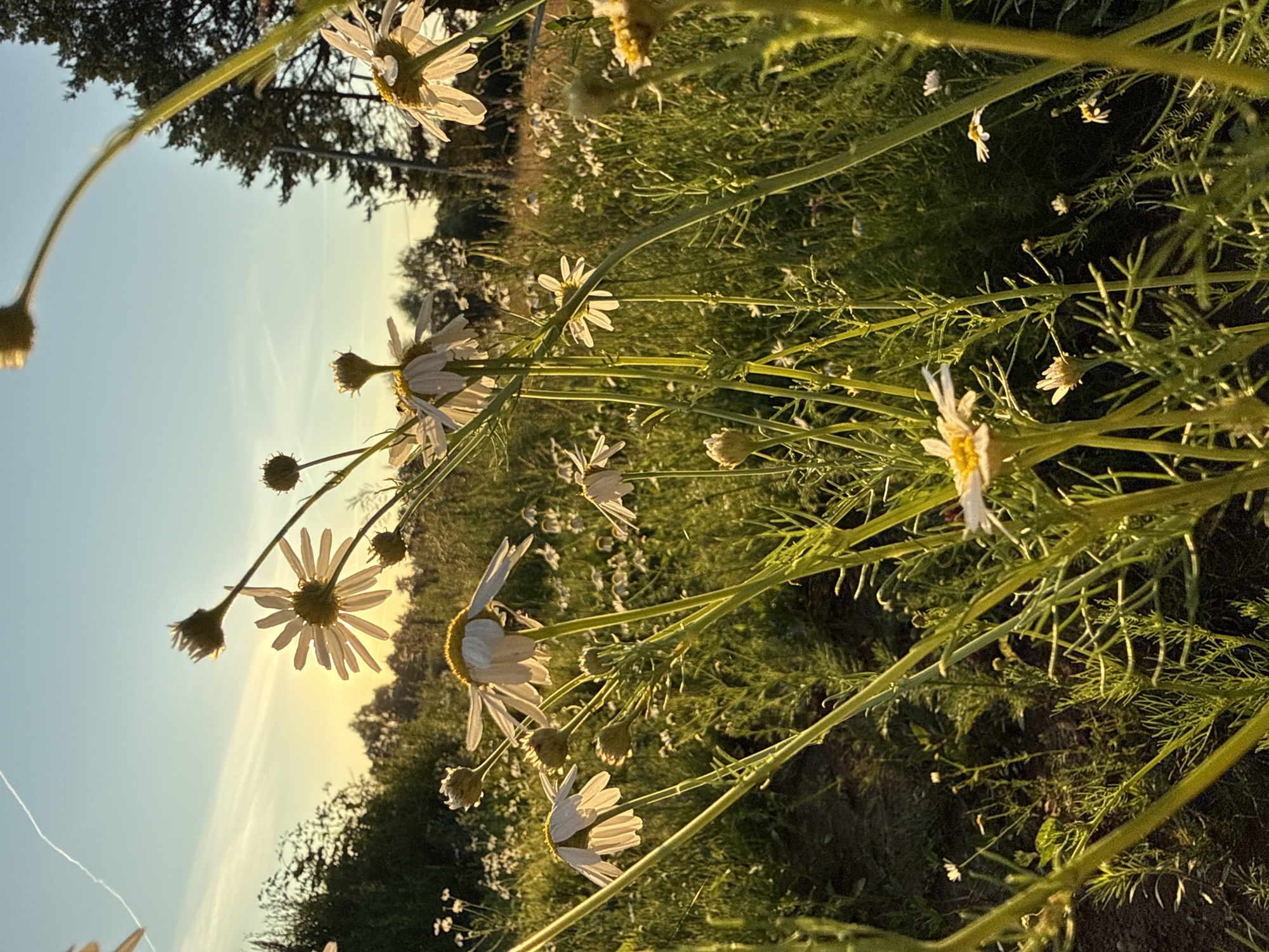 This image depicts a close-up view of chamomile flowers against a backdrop of a meadow and a sunset sky. The flowers are the primary subjects, with several in focus in the foreground and many more scattered throughout the background. The scene is set in a natural environment, likely a field or meadow, with lush green foliage and tall grass. The sun is setting, casting a warm golden light across the scene and creating a serene and tranquil atmosphere. The sky is a soft blue with hints of orange and yellow from the setting sun.
The image is oriented vertically, with the flowers and stems appearing to grow upwards from the bottom of the frame. The perspective is low, as if the viewer is lying down amidst the flowers. Some of the chamomile flowers are fully bloomed with white petals and yellow centers, while others are in bud or have already faded. The light highlights the delicate details of the petals and stems, creating a soft and ethereal effect.
There are no people or text visible in the image. The overall mood is peaceful and contemplative, evoking a sense of natural beauty and the quiet transition from day to night. The location context of Chaikovsky, Russia, suggests a rural or suburban setting where such fields might be found. The time of day is clearly sunset, indicated by the warm light and the angle of the sun. The weather appears to be clear and pleasant.
