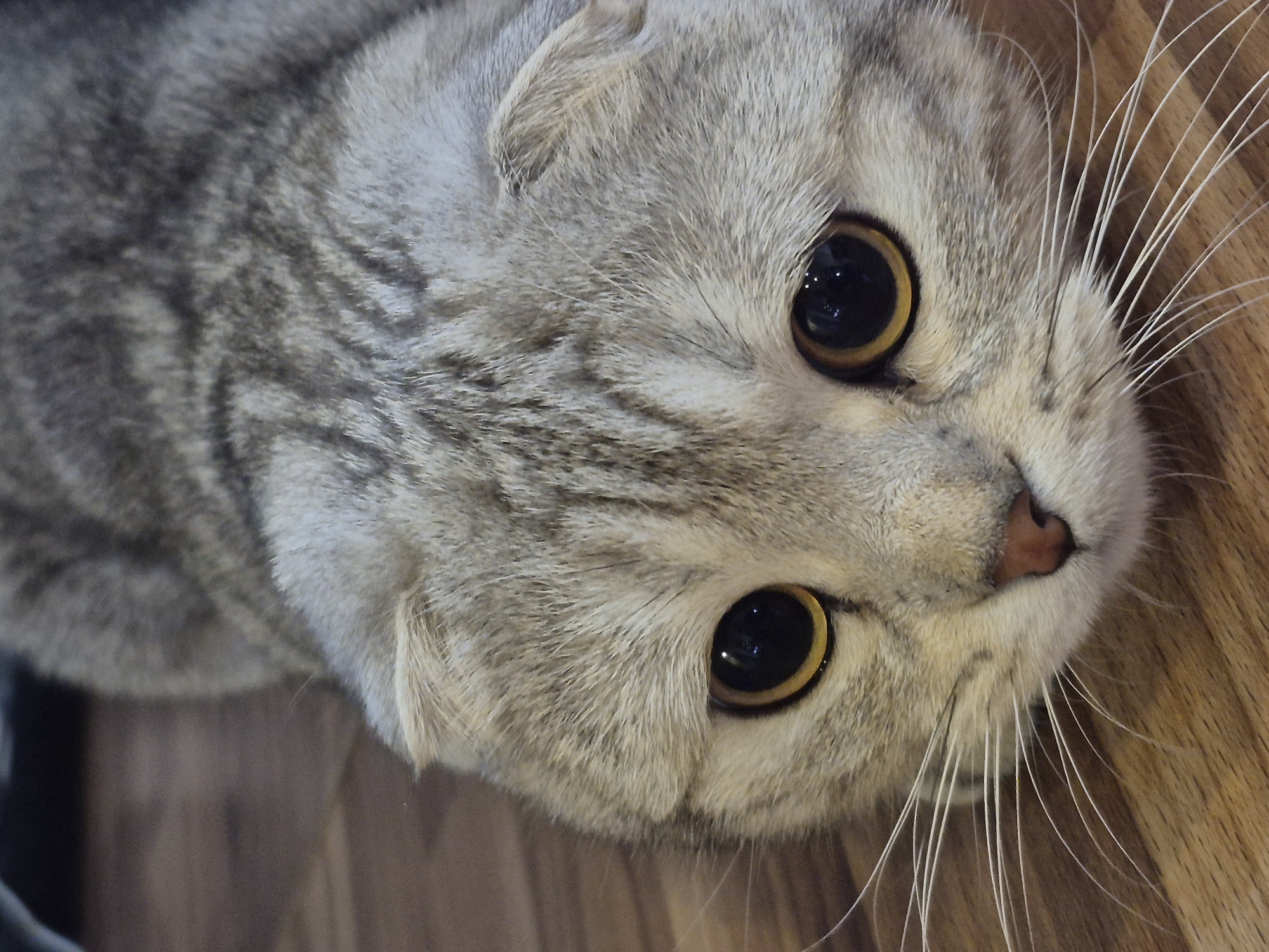 A close-up, high-angle shot features the head of a silver tabby Scottish Fold cat. The cat's distinctive folded ears are visible, particularly one on the left. Its fur is a mix of light grey and white, with prominent dark grey tabby stripes across its head and back. The cat has large, round, amber-colored eyes with wide black pupils that reflect an indoor light source. Its gaze is directed upwards, conveying an expression of curiosity and attentiveness. A small, light pinkish-brown nose is visible at the center of its face, and numerous long, white whiskers extend outwards from its muzzle. The background consists of a warm-toned wooden surface, suggesting the cat is positioned on a wooden floor or piece of furniture in an indoor setting. No text is visible in the image.