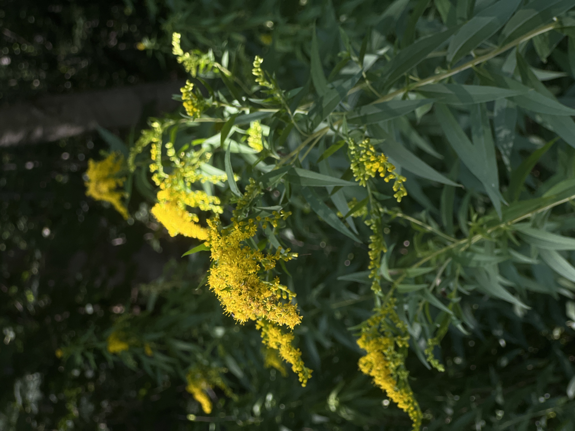 The image shows a close-up view of yellow wildflowers, likely goldenrod, in a natural setting. The plants are characterized by their numerous small, bright yellow flowers clustered on tall, slender stems, surrounded by long, lance-shaped green leaves. The background is blurred, suggesting a shallow depth of field, and consists of dark green foliage and dappled sunlight, indicating an outdoor environment possibly within a wooded area or a park. There are no people or man-made structures visible in the frame. The scene appears to be in Langenbach, Germany, based on the provided location information.