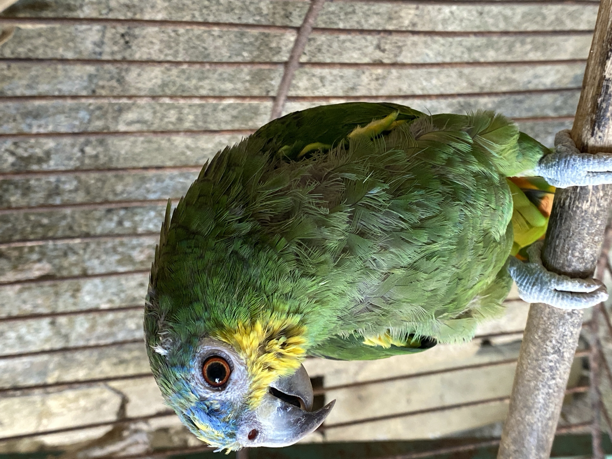 A green parrot, likely an Amazon parrot based on its coloration, perches upside down on a wooden branch inside what appears to be a cage in Tinaquillo, Venezuela. The parrot has green feathers with yellow and blue markings on its head. Its feet are gripping the branch securely. The background shows the bars of a cage or enclosure, and above that a weathered or aged gray corrugated roof. The parrot's dark eye is visible and focused.