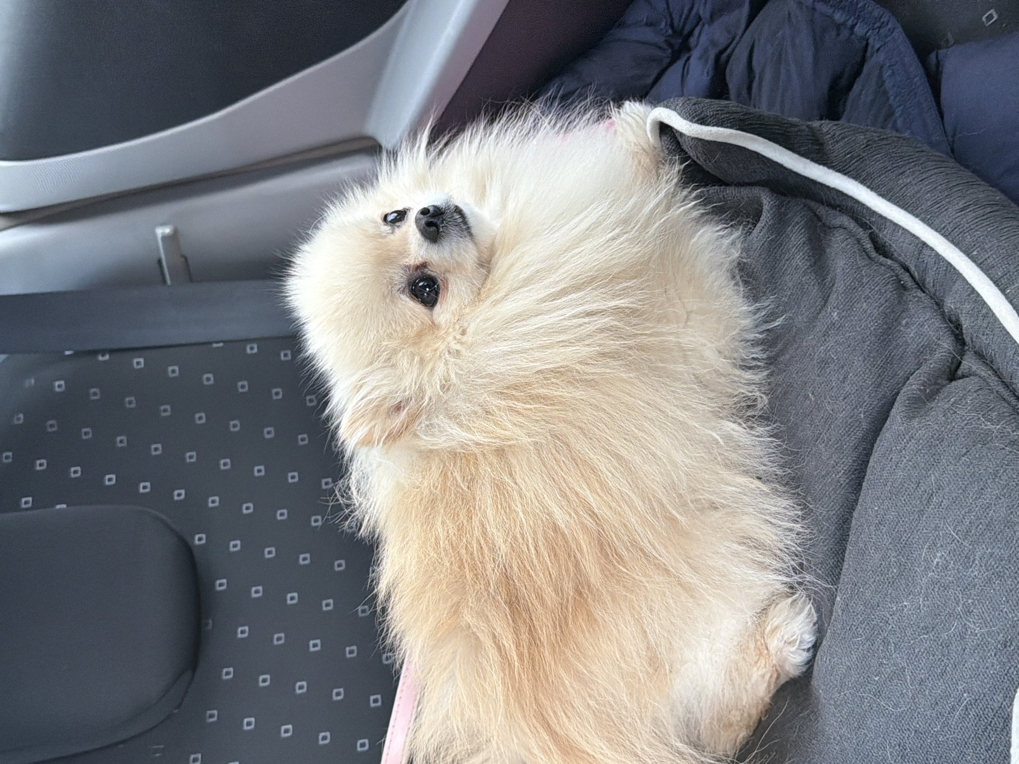 A medium shot depicts a light beige Pomeranian dog lying down, positioned on the right side of the frame. The dog rests on a gray, quilted material with a white-trimmed edge, possibly a bed or blanket. A dark blue jacket is situated adjacent to the quilted material. The dog is looking up towards the camera with its black eyes and nose clearly visible. The background on the left shows the interior of a car, with a gray seat and paneling. The pattern on the seat is a grid of small squares. There is not enough information to know the location in the city of Varna, Bulgaria.
