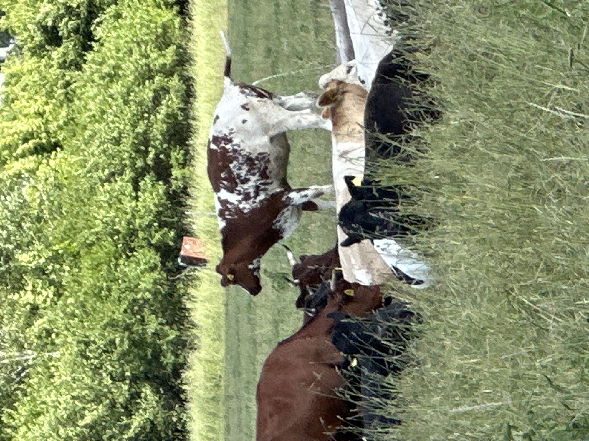 A group of cows is gathered in a grassy field in Dubrovitsy, Russia, with lush green trees in the background. In the foreground, several cows are partially obscured by tall grass, with some of their heads and bodies visible. One brown cow with a white patterned back stands prominently in the middle ground, urinating. Another brown cow is to the left, and a lighter brown calf is lying down near a trough or water source. A dark brown cow with horns is visible behind the foreground cows. The scene appears to be a natural, rural setting.