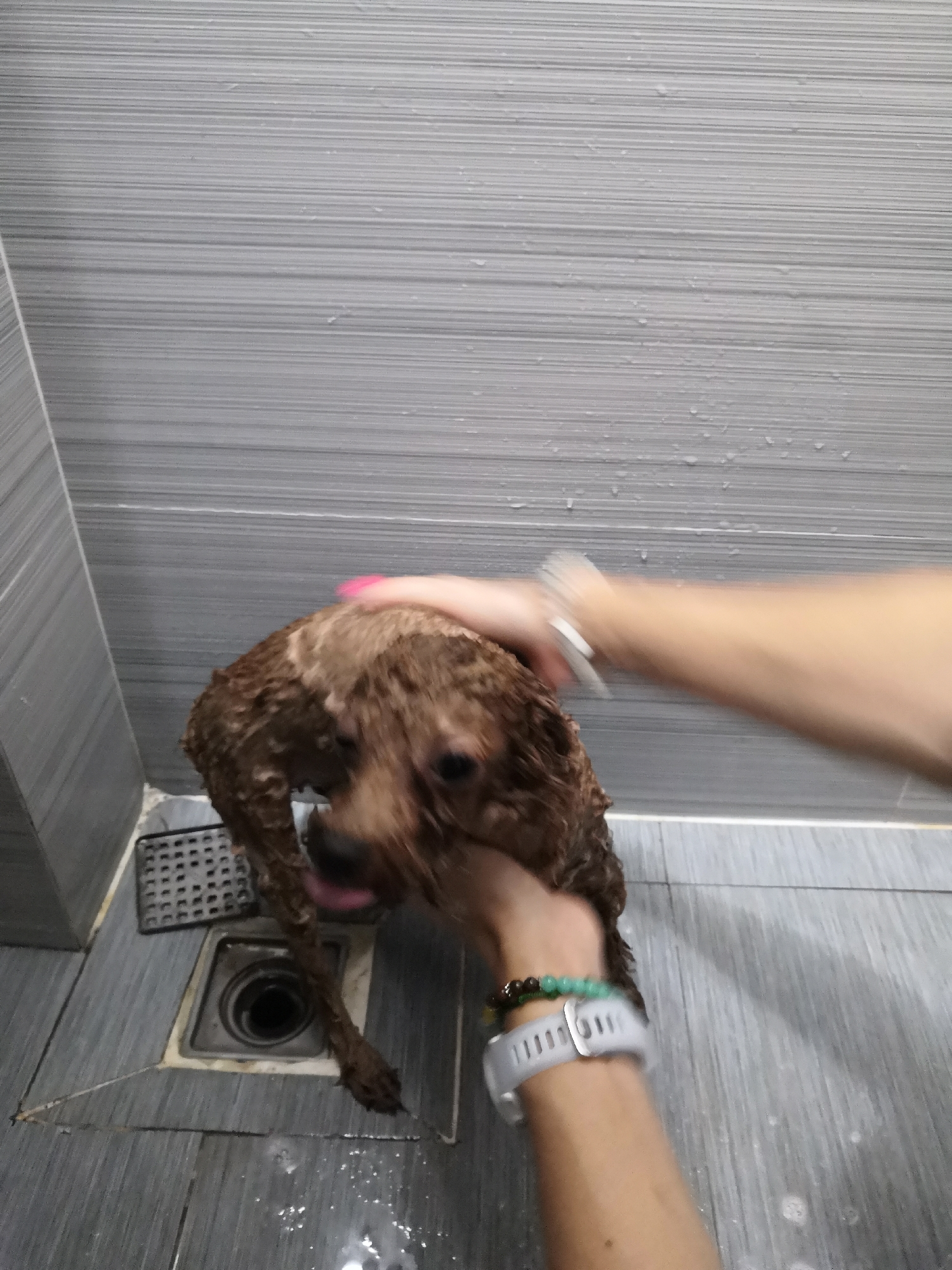 A wet, brown poodle is being bathed in a shower stall. A person with a pink fingernail on their left hand is holding the dog’s head. The person's right hand is touching the dog's fur, with a bracelet visible on that wrist. The shower stall is tiled with gray, horizontal-lined tiles. There's a gray tile floor with a drain and a grate covering it. The photo appears to have been taken in a bathroom located in Bac Nha Trang Ward, Vietnam.