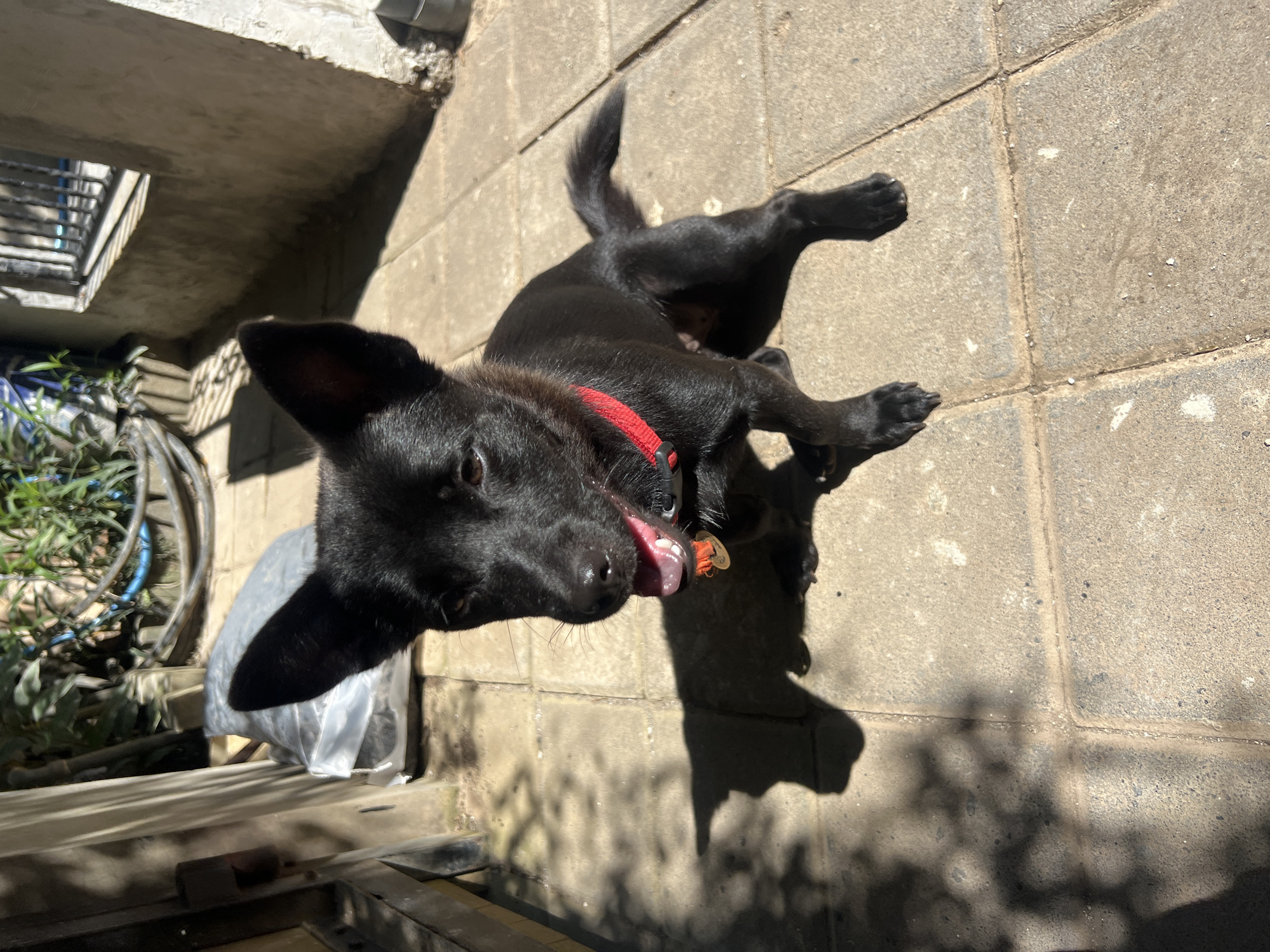 A black dog with a red collar is lying on a concrete surface in an outdoor setting. The dog's tongue is visible, and it is casting a shadow on the ground. The background includes a concrete wall, plants, and metal structures. The specific location in the city of Unknown, Unknown is not discernible from the image.
