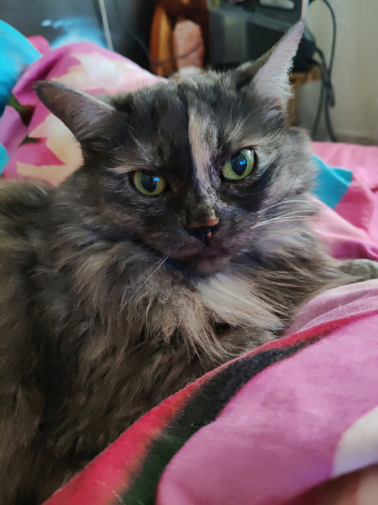 A fluffy calico cat with green eyes is lying on a pink blanket. The cat's fur is a mix of gray, black, and white, with a distinct white patch on its forehead. The cat is looking directly at the camera. The background is blurred, but appears to be a room with furniture and a window. The image was taken in Bol'shoye Kozino, Russia.