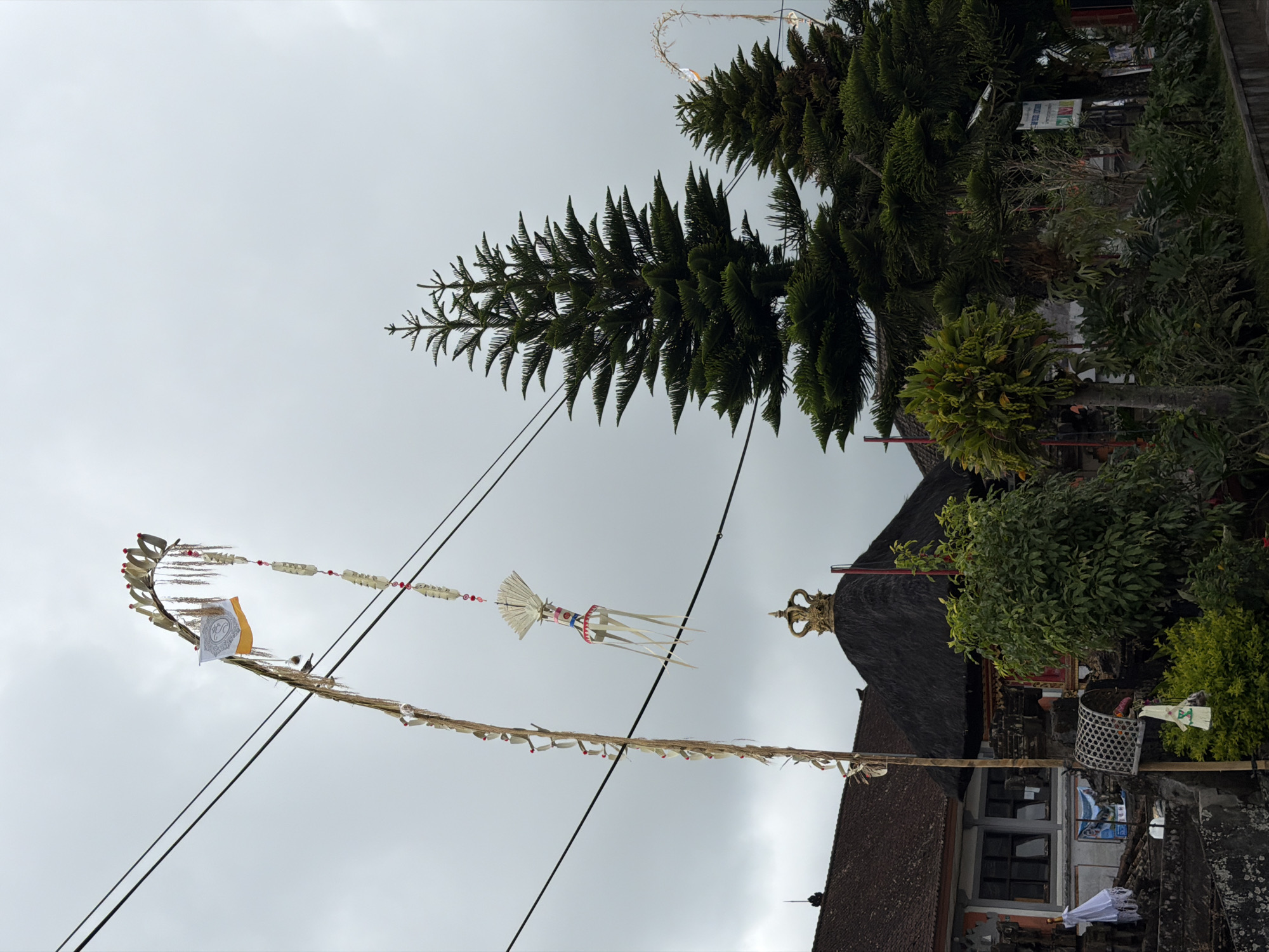 The image depicts an outdoor scene in Kintamani, Indonesia, under a cloudy sky. In the foreground, a tall, ornate bamboo pole adorned with dried palm leaves, white and red beads, and a flag with a circular design and yellow accent stands prominently. A second, smaller ornamental hanging, also featuring white paper streamers, is suspended from wires above.
To the right of the pole are two large evergreen trees with a distinct, spiky foliage. Behind the trees, a building with a dark, thatched roof topped by a golden crown-like structure is visible. To the left of the pole, another building with a tiled roof and dark-framed windows is partially visible. Lush green vegetation, including bushes and smaller trees, fills the lower portion of the frame, leading towards the buildings. The ground appears to be paved or rocky in some areas. The overall impression is one of cultural or religious decoration in a tropical environment.