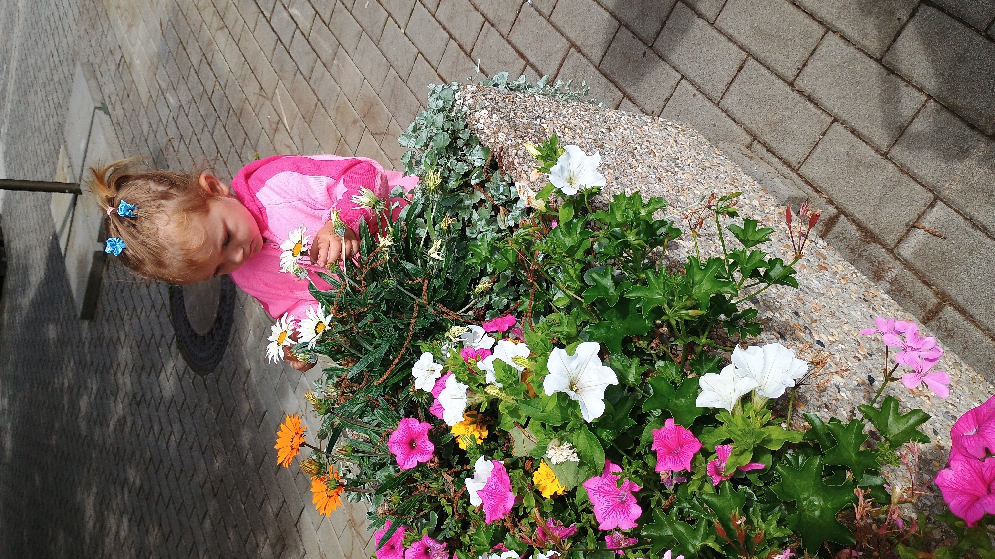 A young girl with blonde hair pulled into a ponytail adorned with blue bows is looking down at a planter filled with flowers. She is wearing a pink hooded jacket with white trim. The planter is made of concrete with a rough, pebbled texture and is overflowing with a variety of flowers, including pink petunias, white petunias, orange daisies, and white daisies. The planter is situated on a paved sidewalk made of gray rectangular bricks. In the background, a dark circular manhole cover is visible on the sidewalk. The scene appears to be an outdoor public space, likely in the city of Sokolov, Czechia, given the context. The lighting suggests it is daytime.