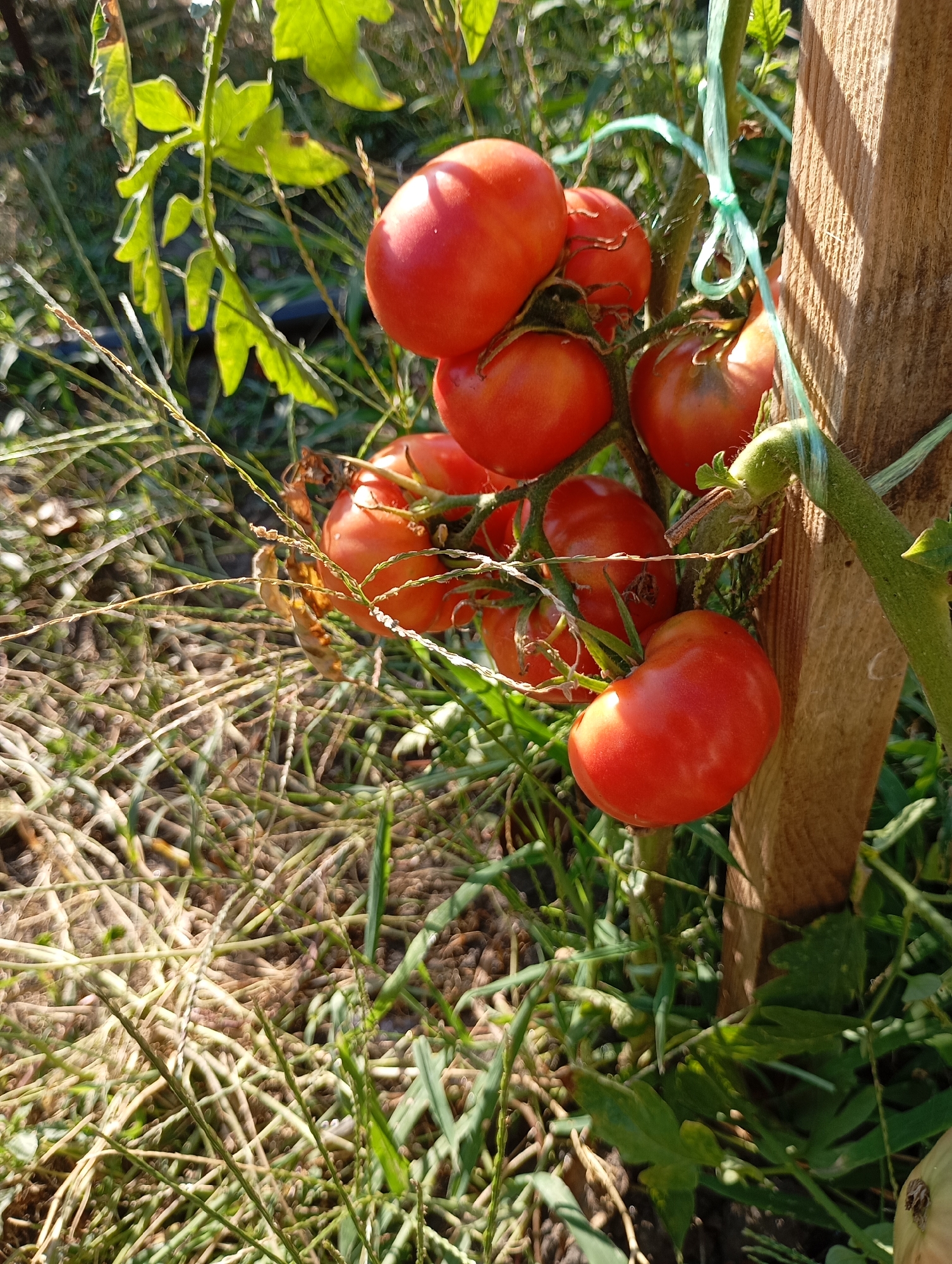A cluster of ripe red tomatoes hangs from a vine, supported by a wooden stake in a garden. The tomatoes are plump and vibrant, catching the sunlight. Green leaves and thin stalks surround the fruit, with dry grass and soil visible at the base of the plant. The scene is outdoors, bathed in natural light, suggesting a warm, sunny day in a residential or allotment garden. The location is identified as Horishni Plavni, Ukraine.