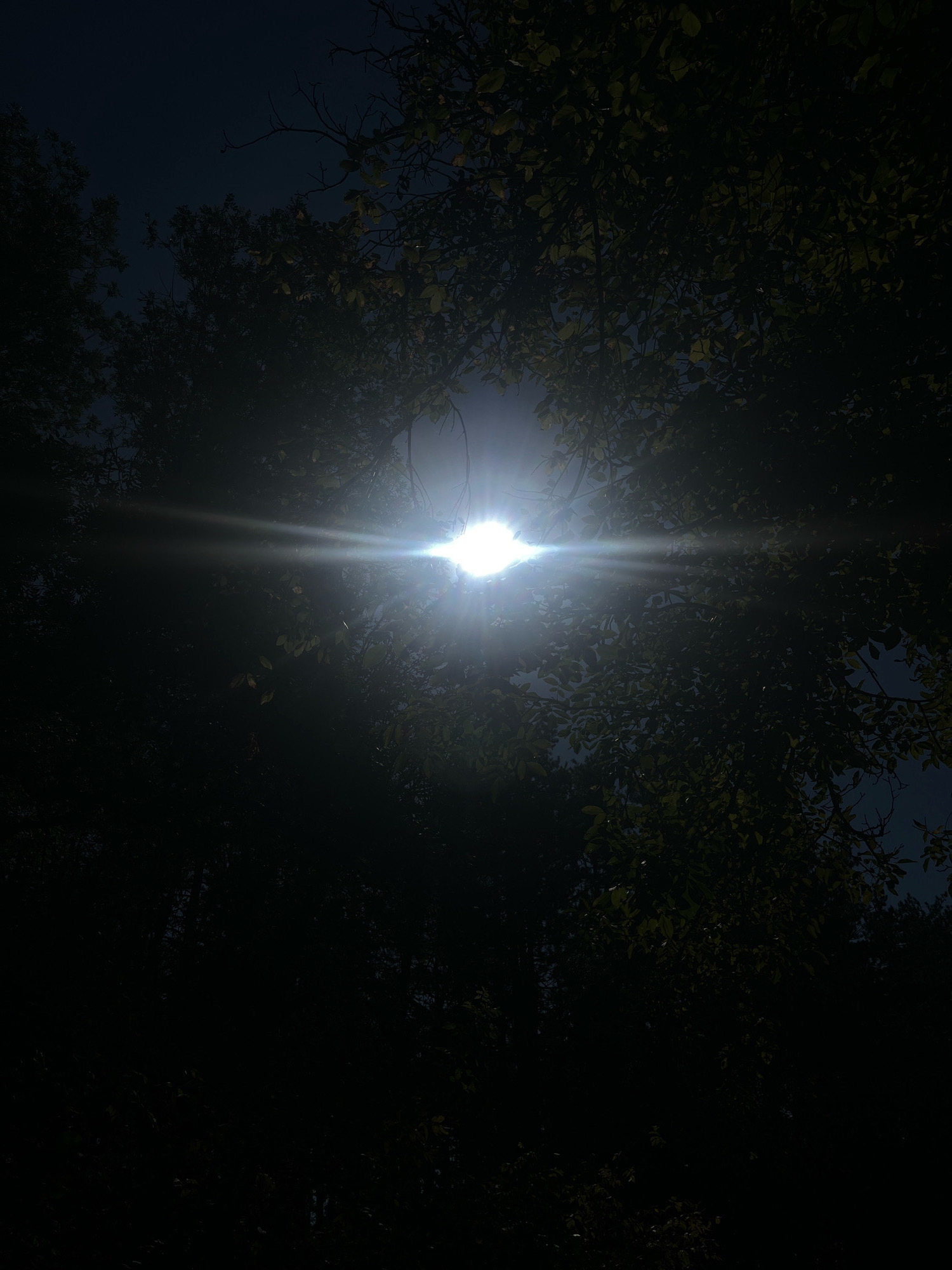 The image shows the sun shining brightly through the leaves of trees, creating lens flare and a dark, silhouetted effect of the foliage against the bright sky. The scene appears to be outdoors, likely in a park or natural area. There are no people or specific identifiable objects visible other than the trees and the sun. The location in Targovishte, Bulgaria cannot be determined from the image itself.