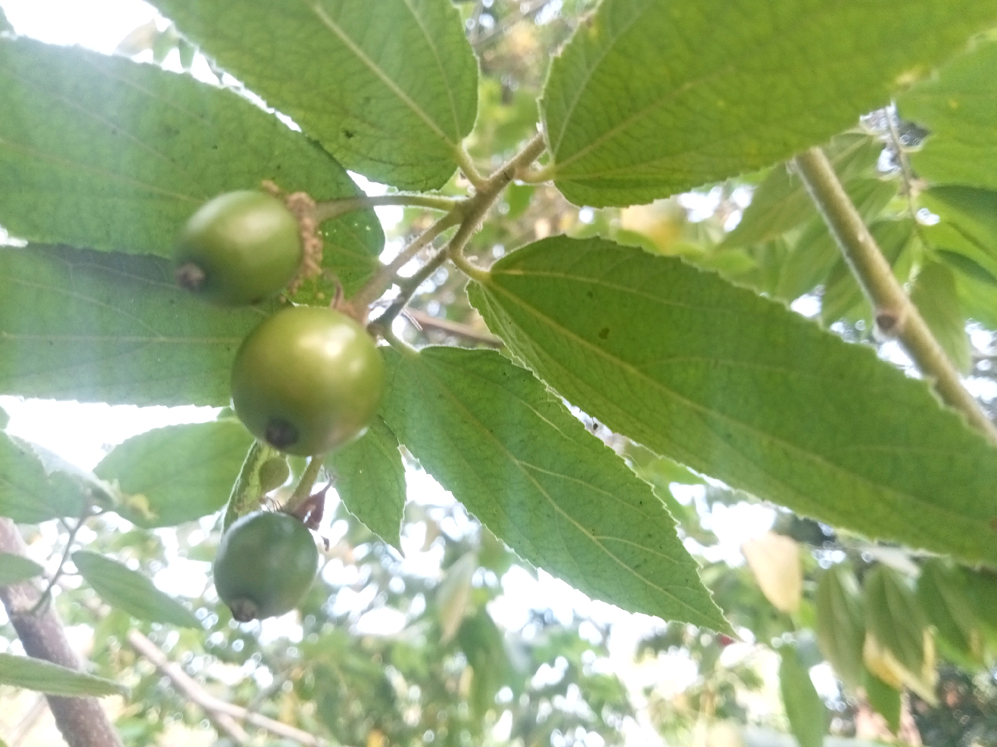 This is a close-up, low-angle shot of three green fruits hanging from a branch amidst green leaves. The fruits are round and appear to be unripe. The leaves are large and veined. The background is out of focus and shows more foliage and branches. The scene is outdoors and appears to be natural, likely in a rural or garden setting. No people or animals are visible. The location is identified as Rambeanak, Indonesia.