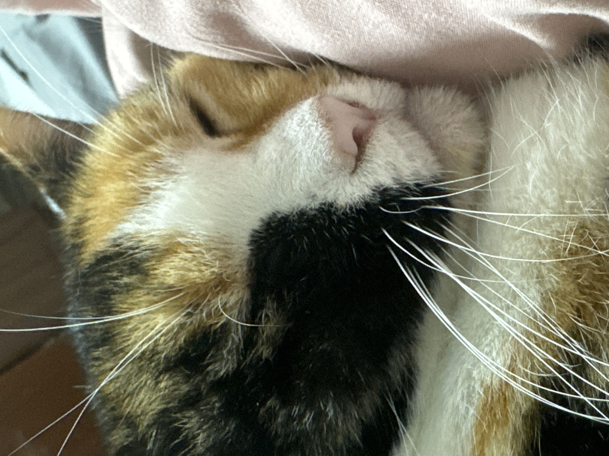 A close-up image depicts a calico cat sleeping. The cat's face is pressed against a soft, pink surface. The visible fur is a mix of white, black, and orange. The cat's pink nose is prominent. Long, white whiskers are visible on either side of its face.