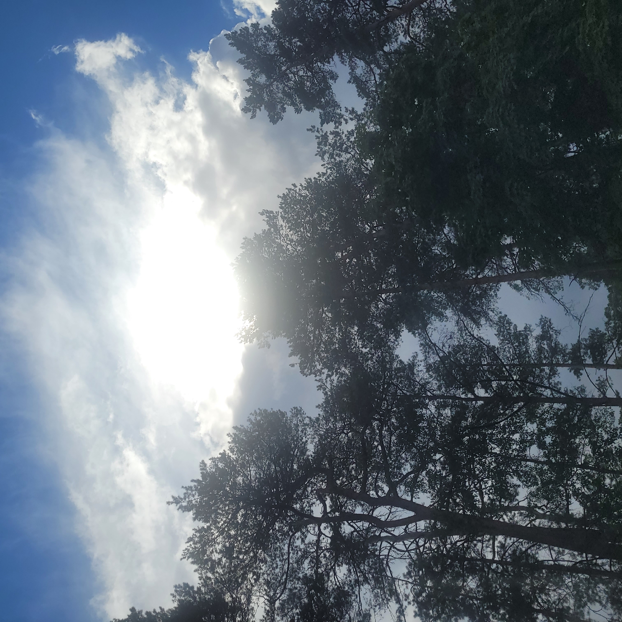 The image shows tall pine trees silhouetted against a bright sky in Varkaļi, Latvia. The sun is high and partially obscured by clouds, creating a bright glare in the center of the frame. The trees, with their dark foliage and intricate branches, fill the lower portion of the image, reaching upwards towards the sky. The scene appears to be an outdoor natural environment, possibly a forest or park area. There are no people or discernible human activity visible in the image.