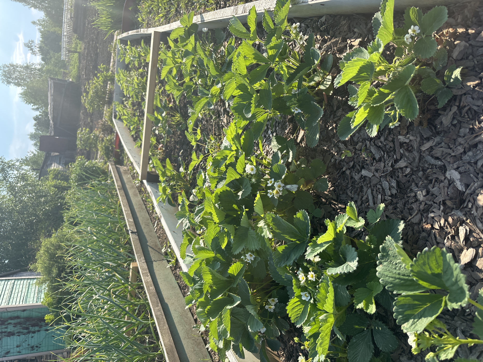 The image depicts a sunlit garden with raised beds filled with young strawberry plants. The plants have vibrant green leaves and some are bearing small white flowers. The garden appears to be located in a rural setting outside of Zheleznogorsk, Russia, as indicated by the presence of a wooden structure, possibly a shed or outbuilding, and trees in the background. The ground around the raised beds is covered in wood chips. The sky is blue with scattered clouds, suggesting a clear day. There are no people visible in the image. The scene is focused on the cultivation of strawberries in an outdoor environment.