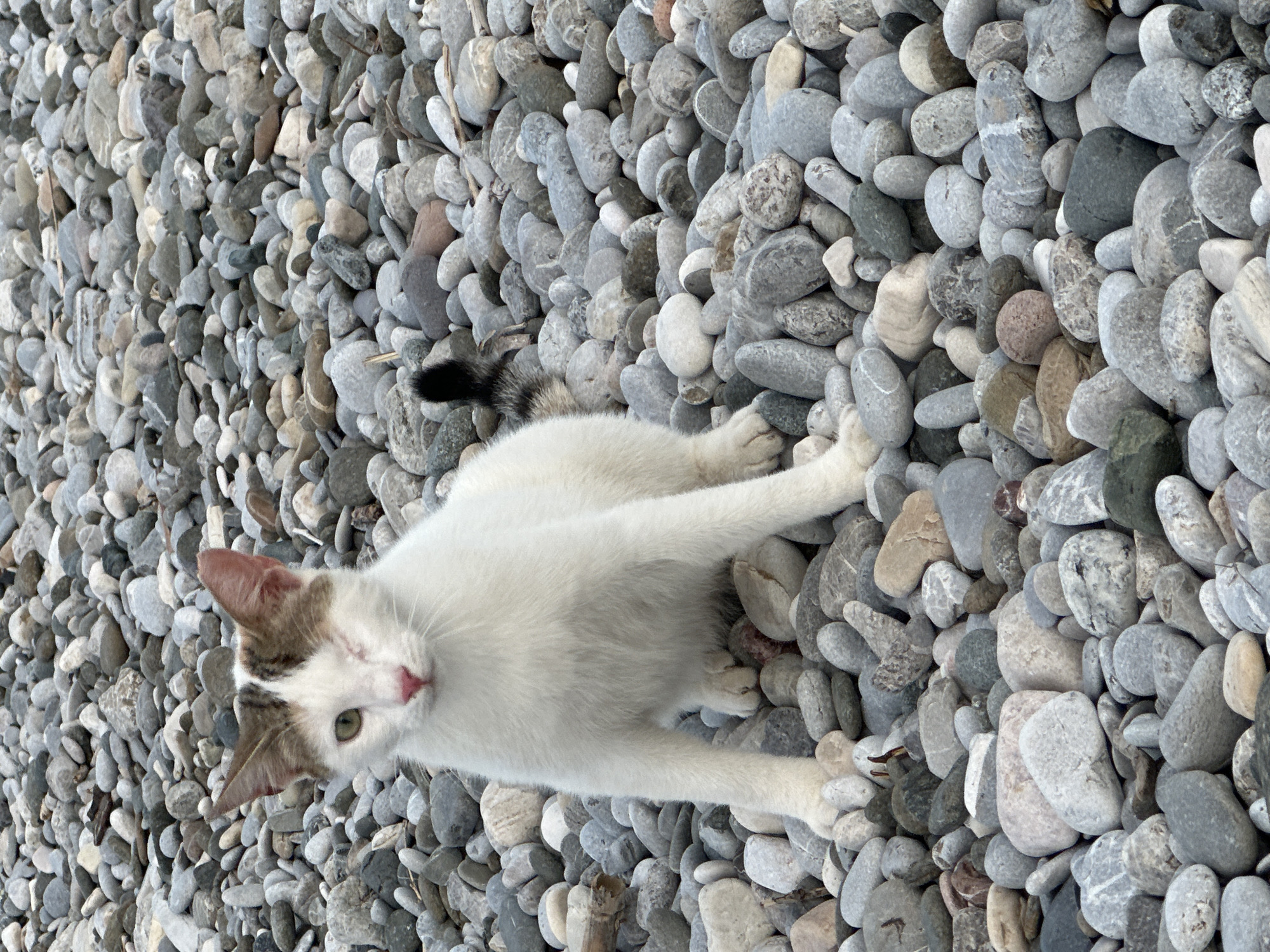 A white cat with a black and white striped tail lies on a pebble beach. The cat is stretched out with its front paws extended. The pebbles are various shades of grey. The location is in Fethiye, Turkey.