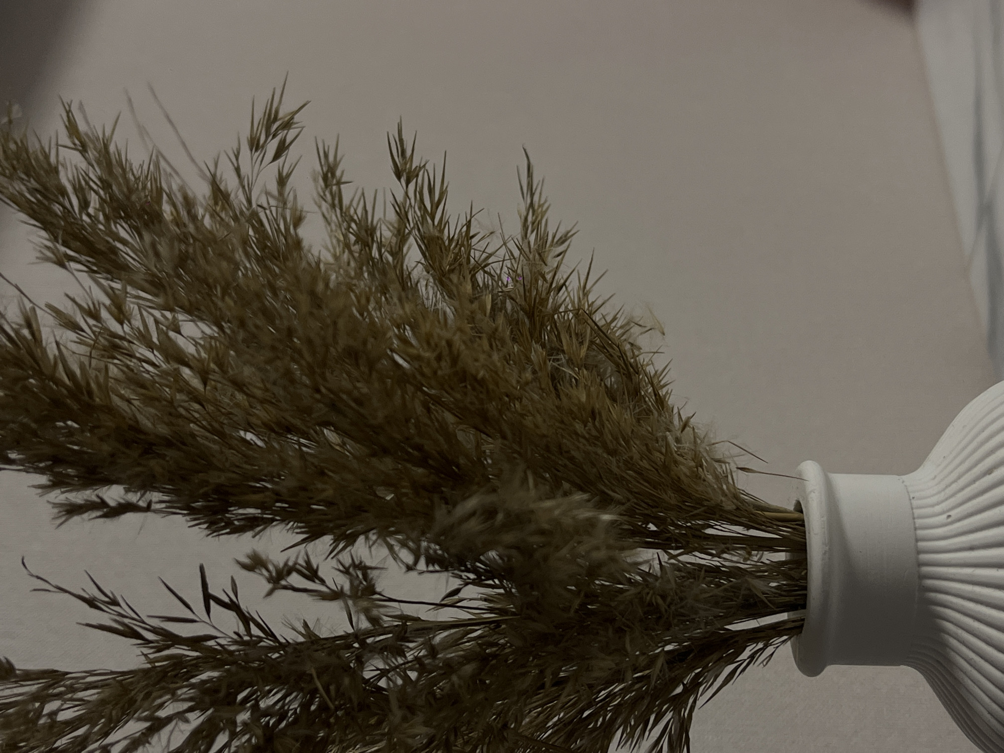 The image presents a close-up, horizontal view of dried ornamental grasses or reeds arranged in a white vase. The main subject is a voluminous bunch of feathery, light brown to beige grasses, extending from the right side of the frame towards the left, filling a significant portion of the image. The individual stalks and plumes of the grasses are visible, some appearing soft and wispy, others more linear and spike-like.
The grasses are held within a ceramic or matte-finished vase, visible on the far right of the image. The vase is off-white and features a distinctive vertical ribbed or fluted texture, giving it a modern and tactile appearance. The neck of the vase is smooth, contrasting with its textured body.
The background is a plain, light gray wall, providing a minimalist and uncluttered setting for the decorative arrangement. The lighting is soft and diffused, creating subtle shadows among the grasses and a muted overall tone. There is no visible activity, as this is a still-life composition. The aesthetic is calm and natural, leaning towards a minimalist or rustic decorative style. No text is visible in the image. The scene is set indoors, in Krasnodar, Russia.