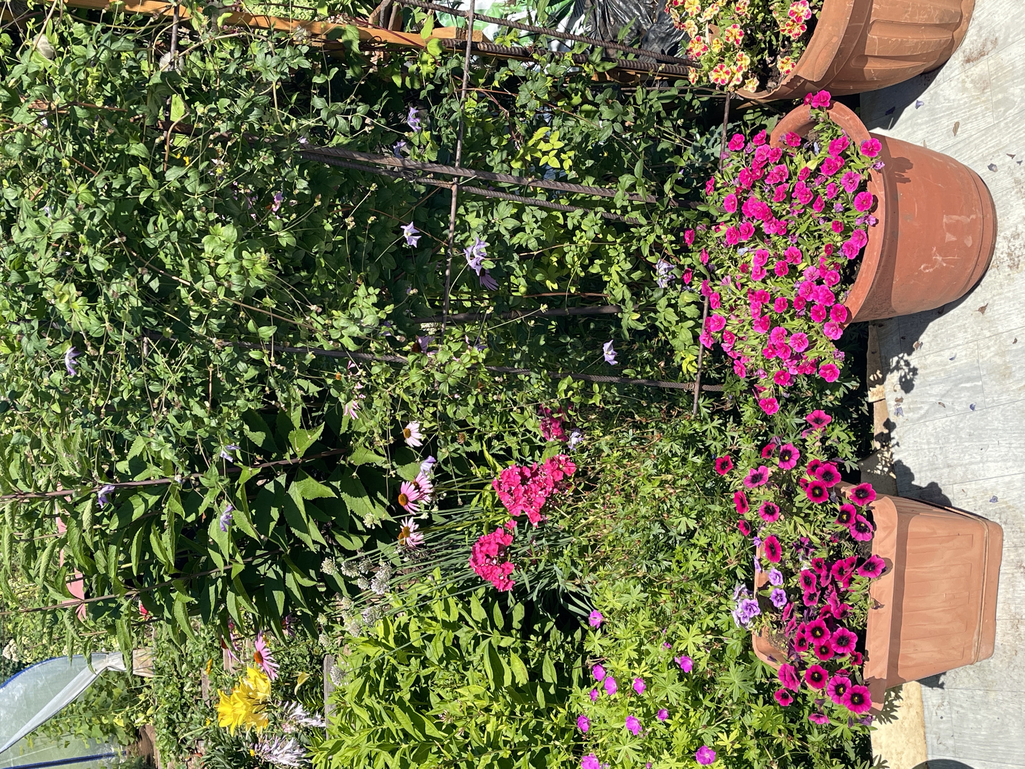 The image depicts a vibrant garden scene, likely in Татарская Каргала, Russia, on a sunny day. In the foreground, two large terracotta pots are filled with bright pink petunias. The pot on the left is square-shaped, while the one on the right is rounder. Behind these pots, a lush variety of flowers and greenery fills the space.
Prominently featured are clusters of deep pink phlox flowers, interspersed with smaller pink and purple flowers, possibly geraniums or impatiens. A large bush with dark green leaves dominates the background, with thin purple clematis flowers peeking through. To the left, yellow flowers, possibly daylilies, and pink coneflowers add to the colorful display. The garden is situated on a wooden-planked surface, and a metal trellis supports some of the climbing plants. In the far left background, a portion of a white greenhouse structure is visible. The scene is bathed in sunlight, casting shadows on the ground and highlighting the rich textures and colors of the garden. No people are present in the image.