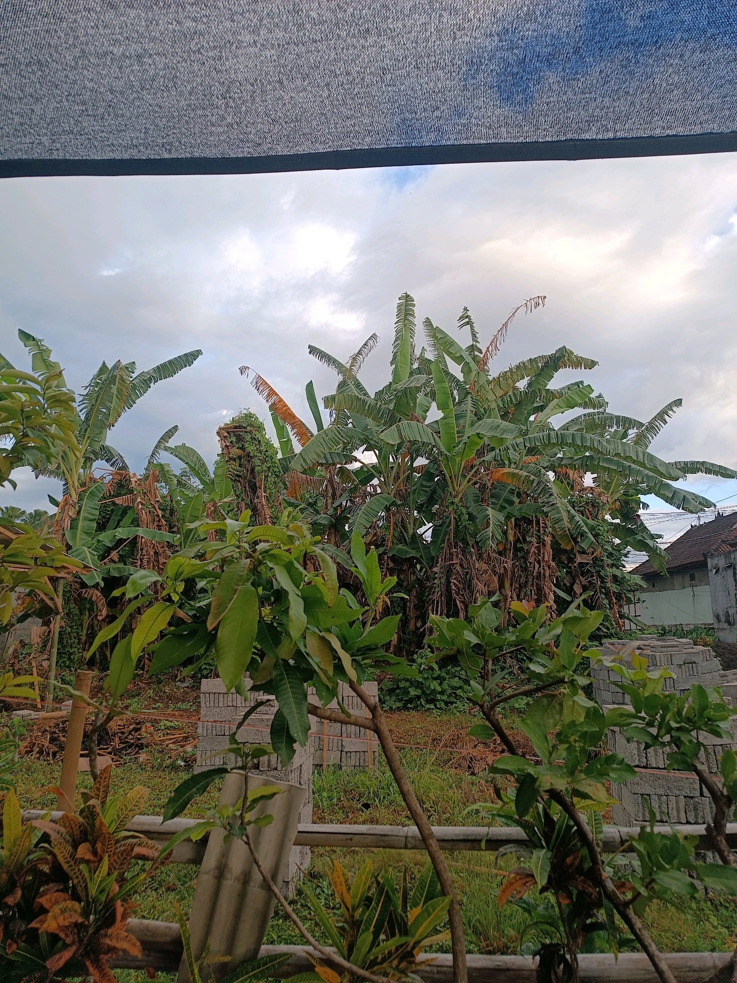 This is a vertical, eye-level, medium shot of an outdoor scene with a focus on vegetation and a partially visible building. In the foreground, there are several lush green plants, some with broad leaves and others with more delicate foliage, interspersed with dry, brown leaves and stalks. A wooden fence runs horizontally across the middle ground, with several rough-hewn wooden posts. Beyond the fence, a dense collection of banana trees dominates the frame. Their large, green leaves fan out against a cloudy sky, with some brown, dried leaves adding texture. In the far right background, a portion of a building with a terracotta tiled roof and a grey concrete wall is visible. Piles of grey bricks are stacked neatly to the right of the building. The overall scene suggests a somewhat overgrown, rural or semi-rural environment, potentially a backyard or a cultivated area in Tabanan, Indonesia, given the presence of banana trees. The sky is overcast, indicating a cloudy day. No people are present in the image.