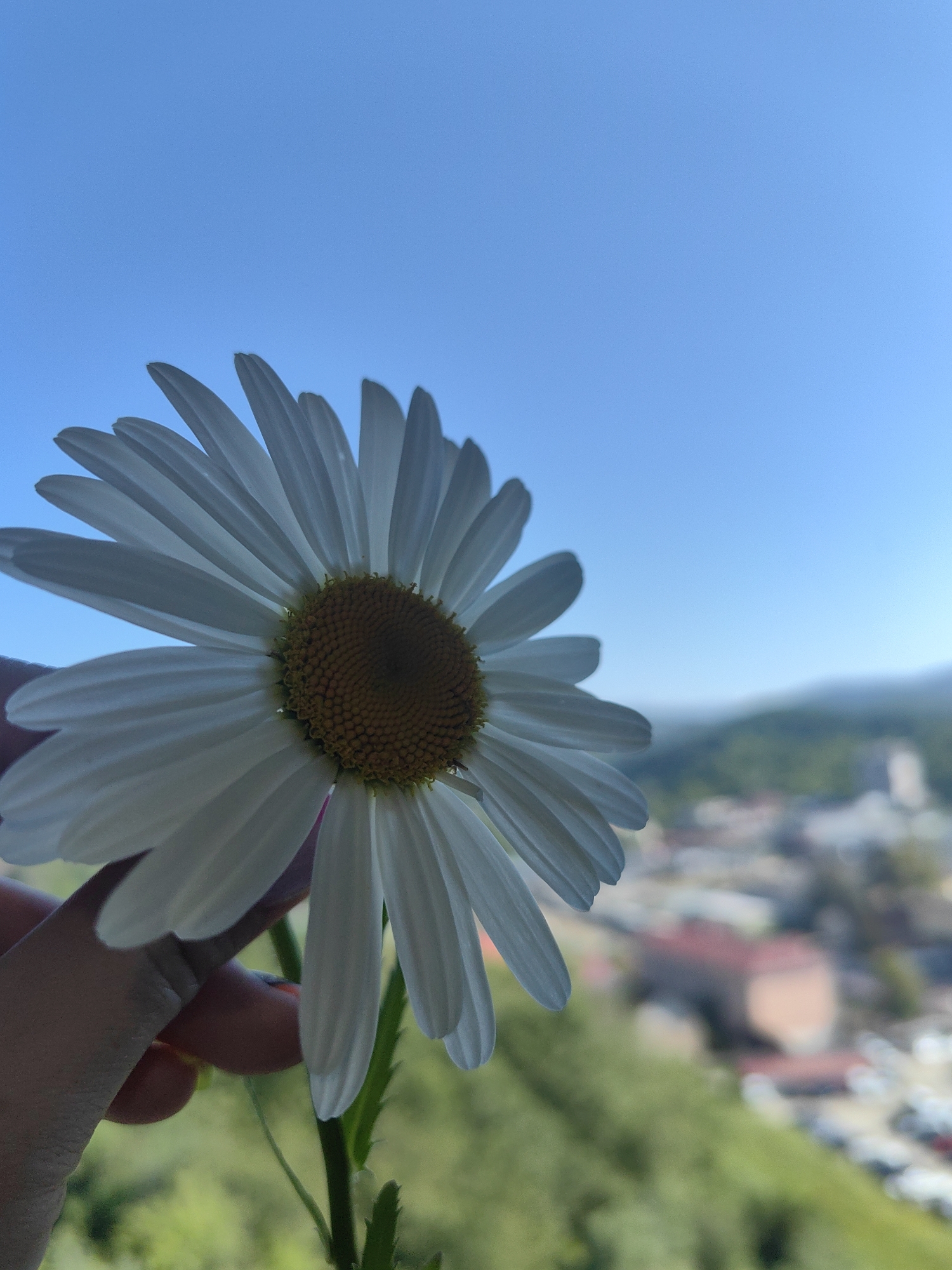 A close-up, low-angle shot features a white daisy with a yellow center held by a person's hand in the foreground. The flower's petals are extended, with the hand partially obscuring the bottom left portion of the bloom. Behind the flower, a blurred cityscape with buildings and greenery is visible under a clear blue sky. The scene appears to be an overlook in Sochi, Russia, likely in the Adler district, given the coastal mountain topography and the style of buildings.